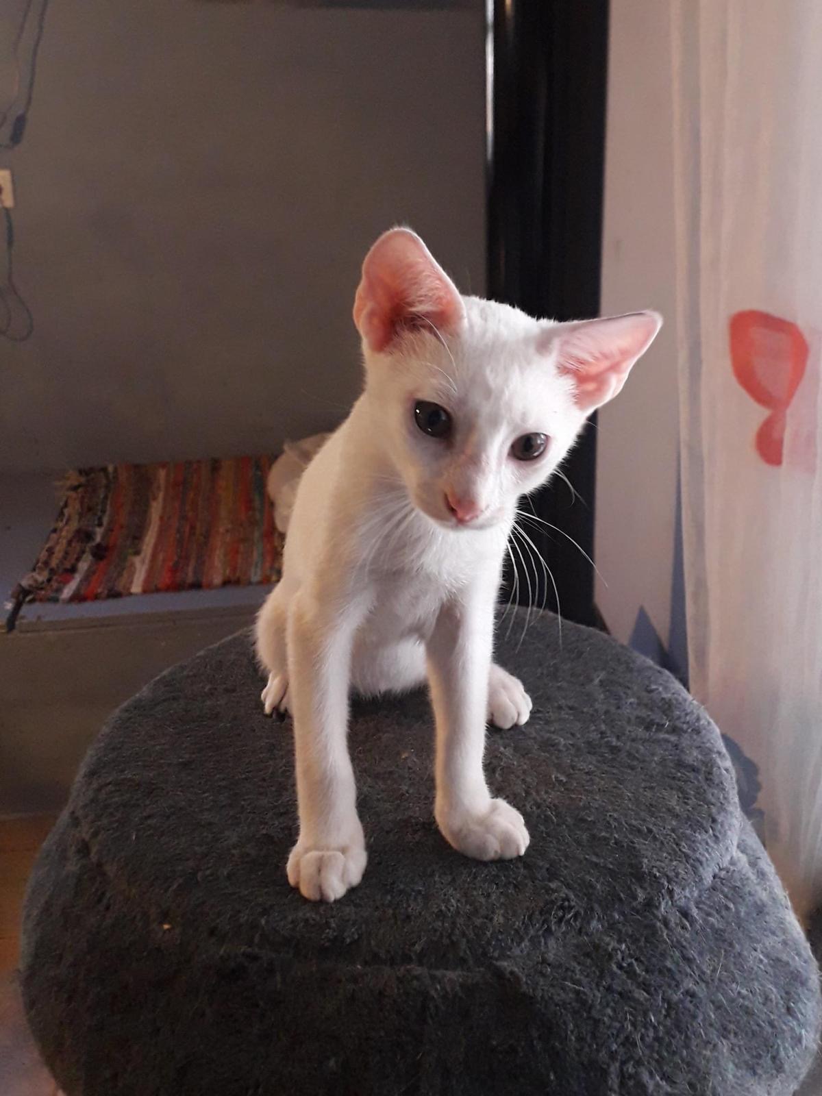 The Skyros Stray Cats Winter Appeal! campaign photo, 5 of 8
