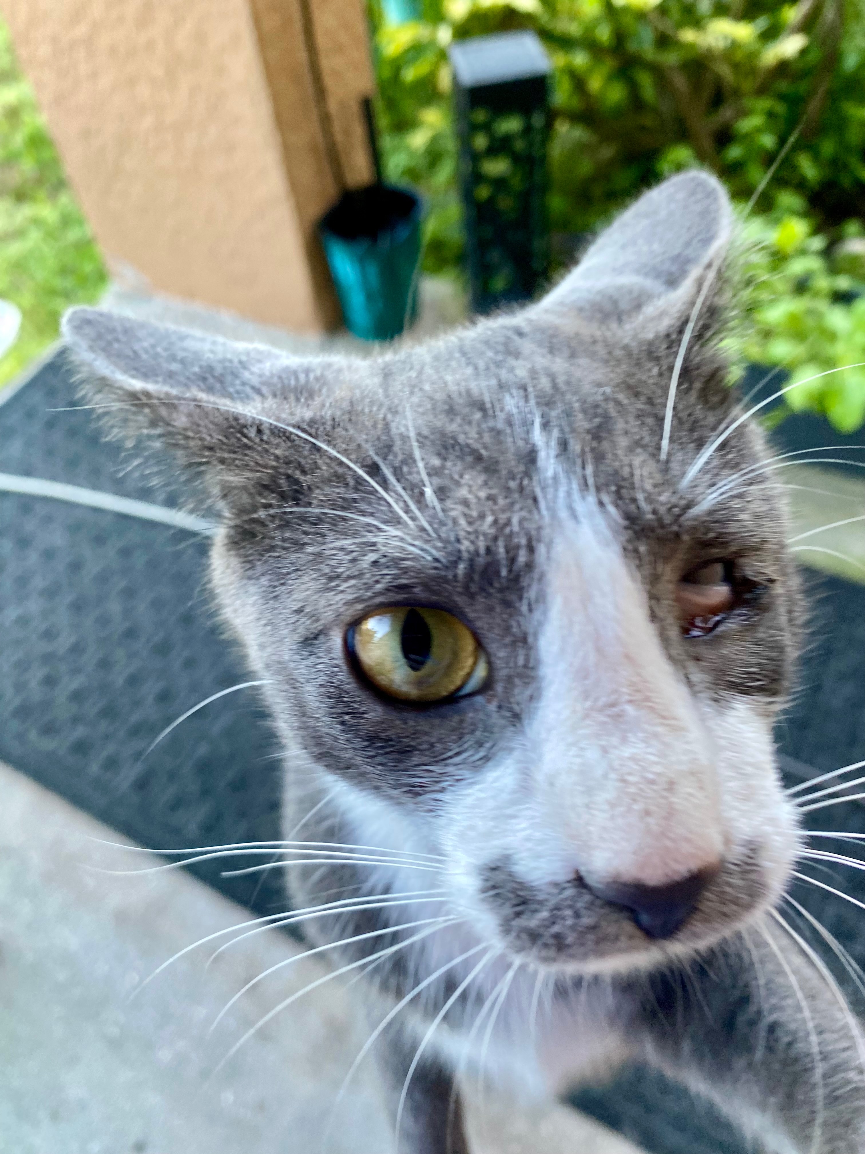 Save Jake: A Sweet Stray's Second Chance campaign photo, 4 of 5