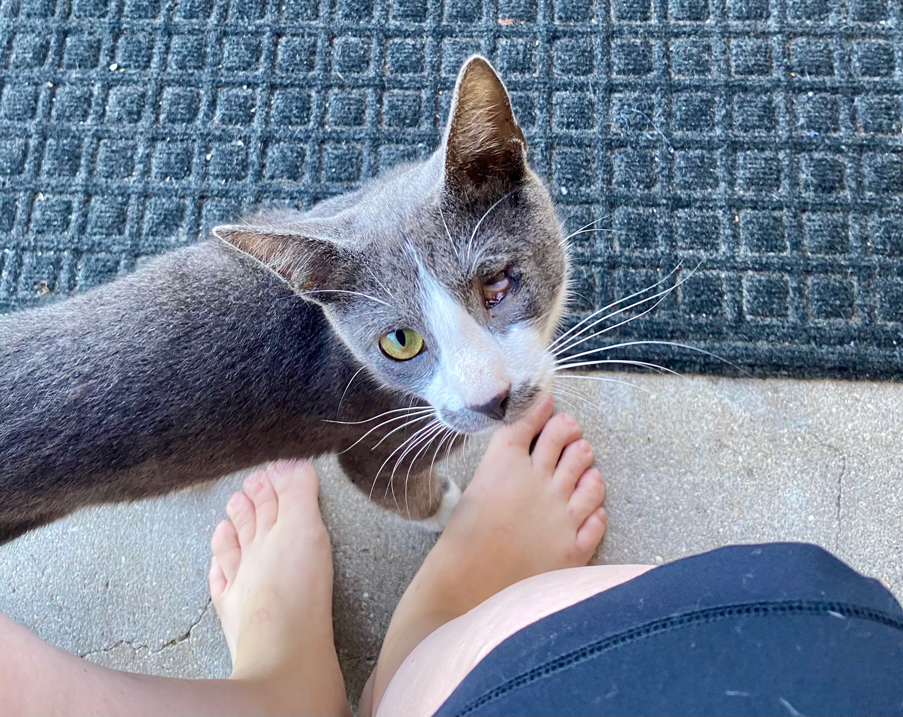 Save Jake: A Sweet Stray's Second Chance campaign photo, 2 of 5