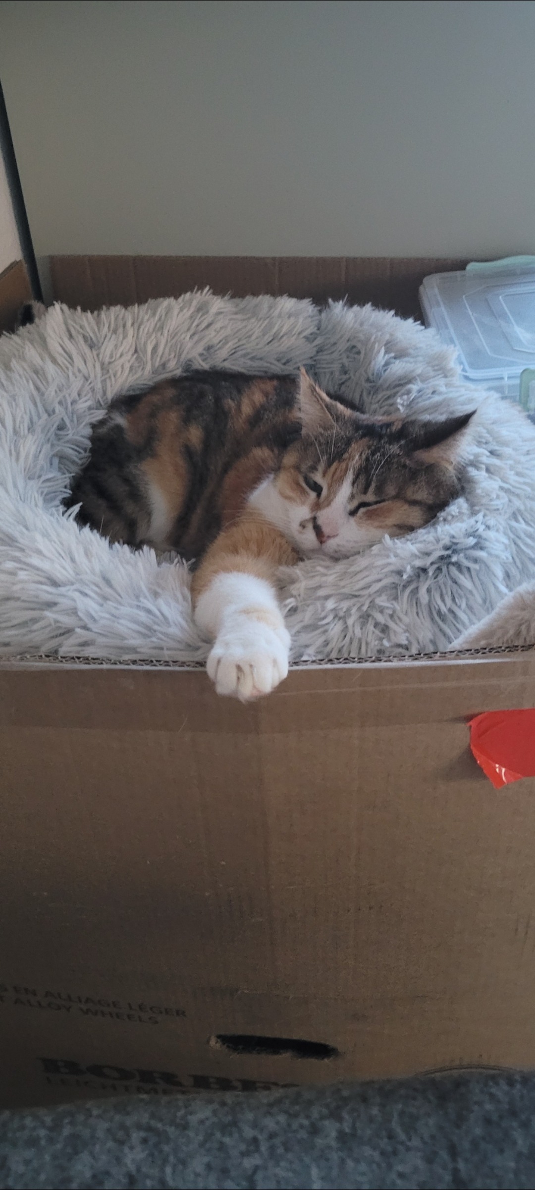 HILFE FÜR 35 GERETTETE KATZEN! campaign photo, 7 of 8