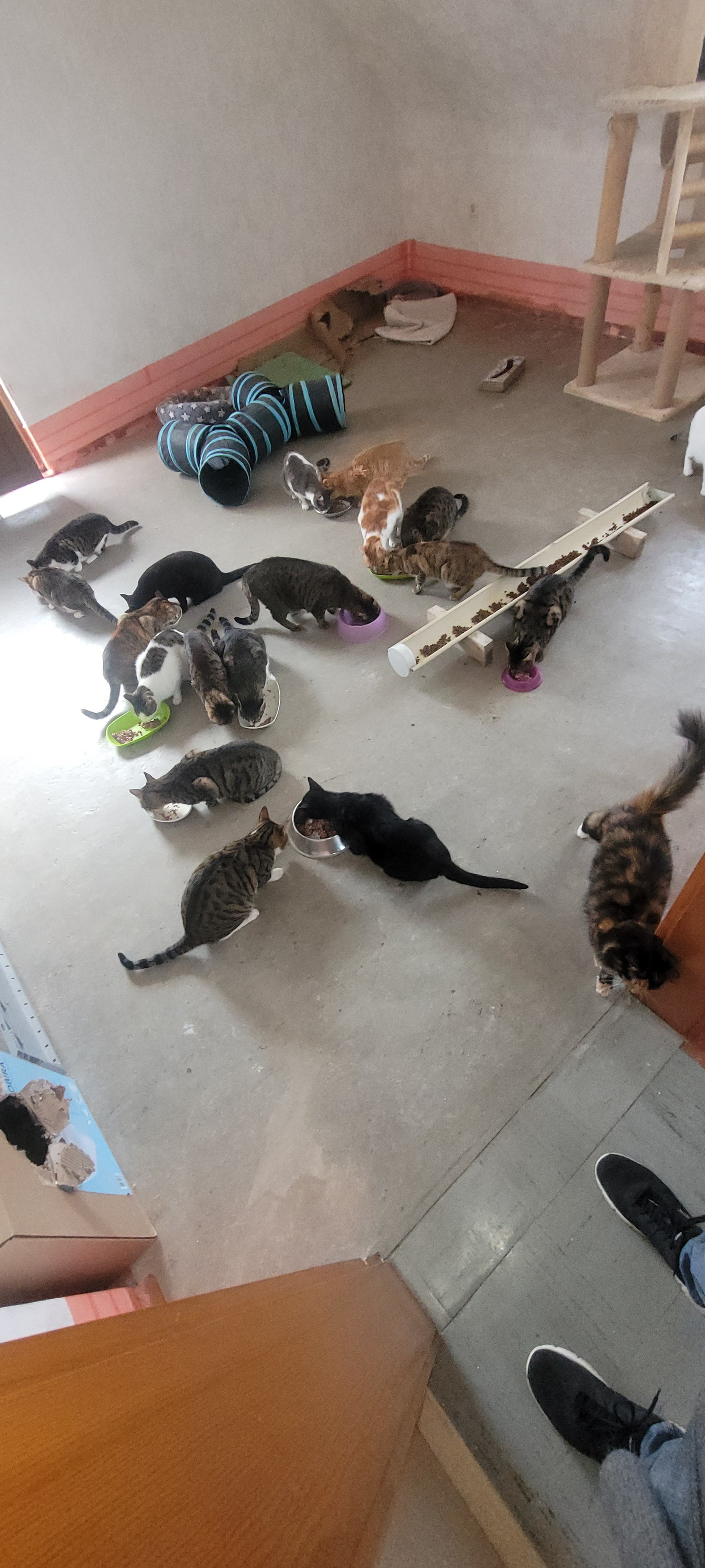 HILFE FÜR 35 GERETTETE KATZEN! campaign photo, 5 of 8