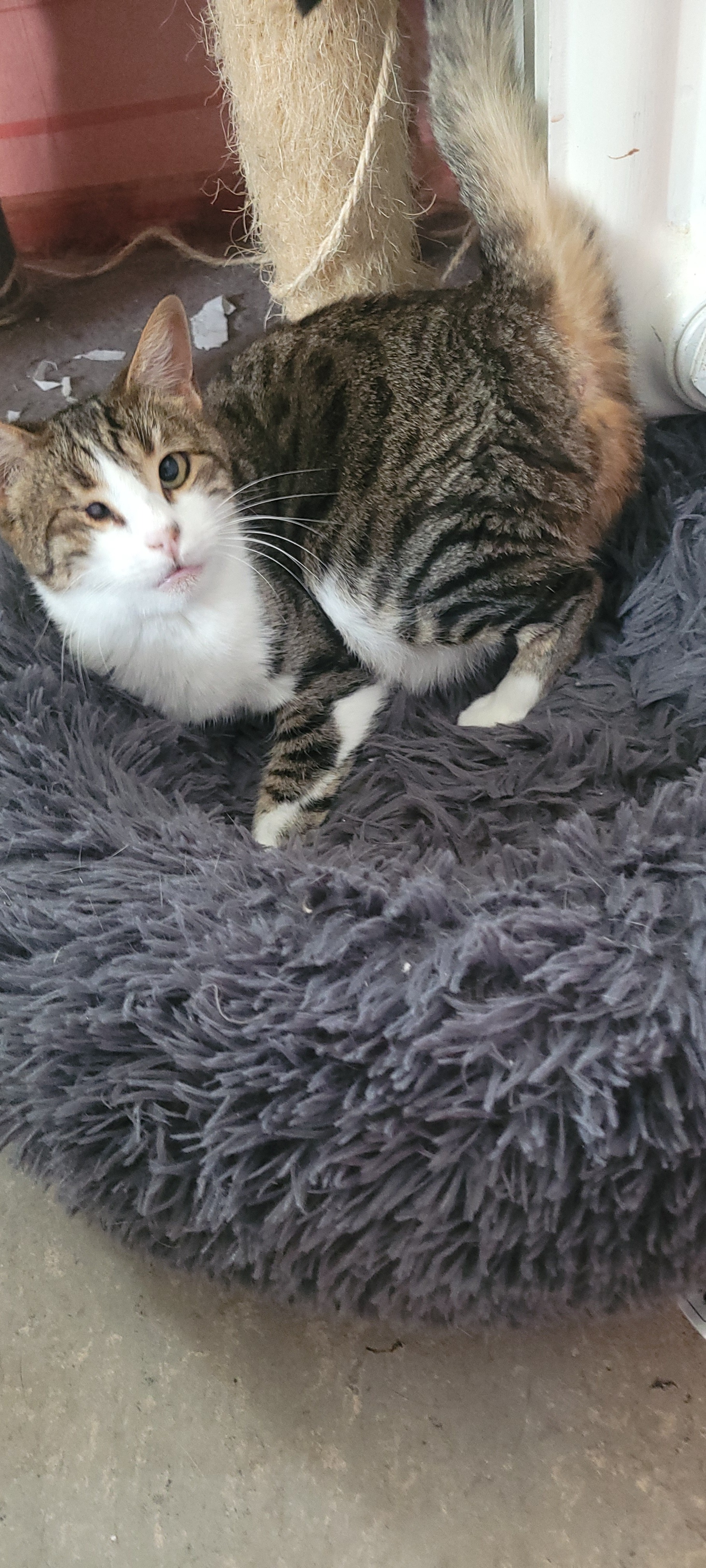 HILFE FÜR 35 GERETTETE KATZEN! campaign photo, 6 of 8