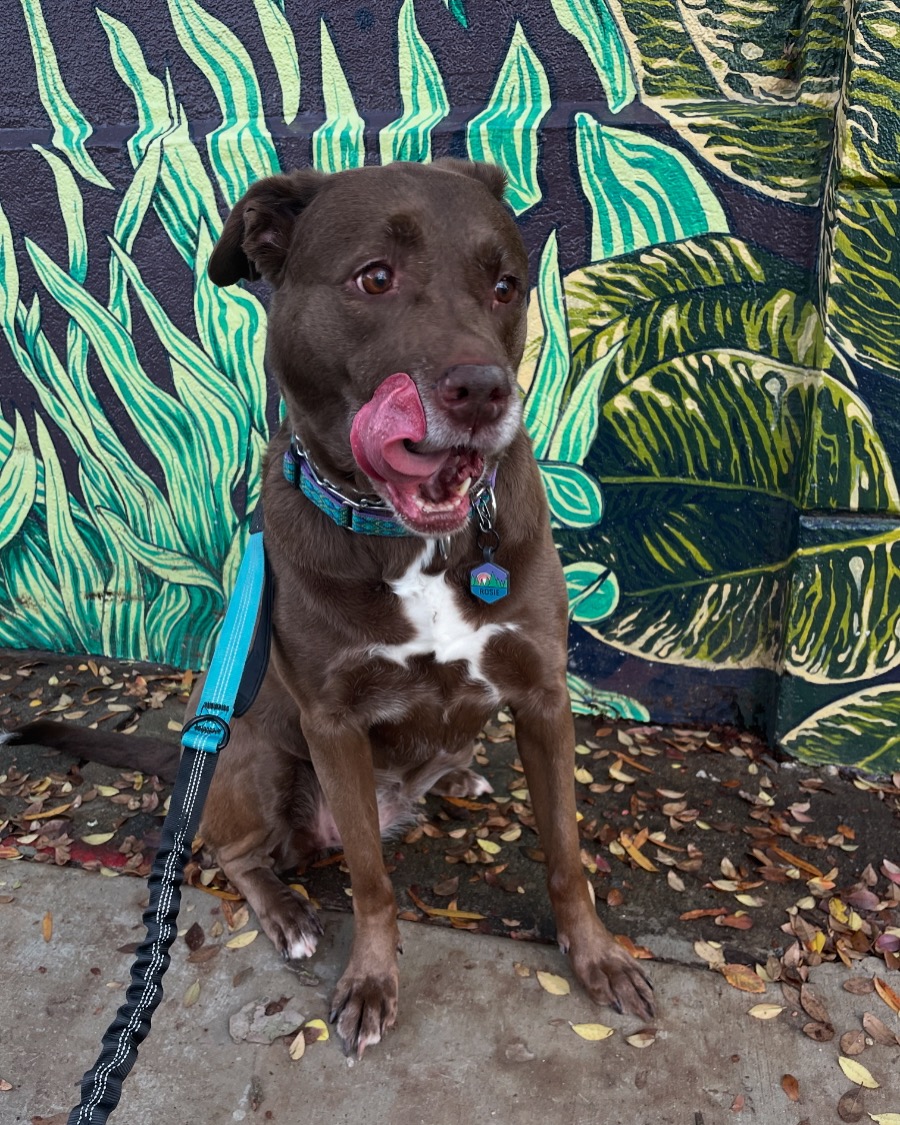 Help Rosie Get the Surgery She Needs campaign photo, 2 of 8