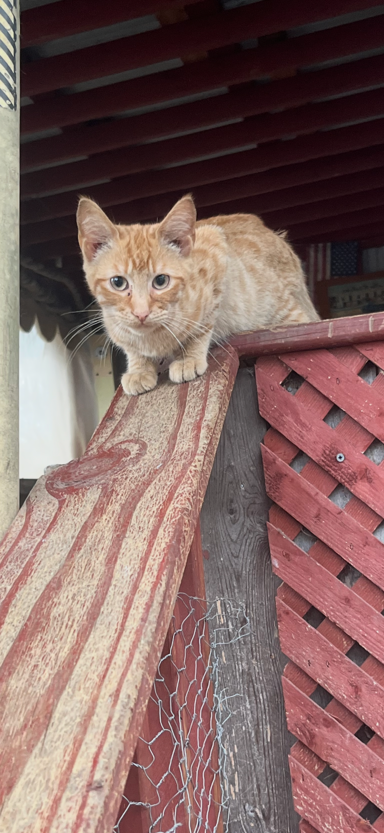 Help the kitties!! campaign photo, 6 of 7