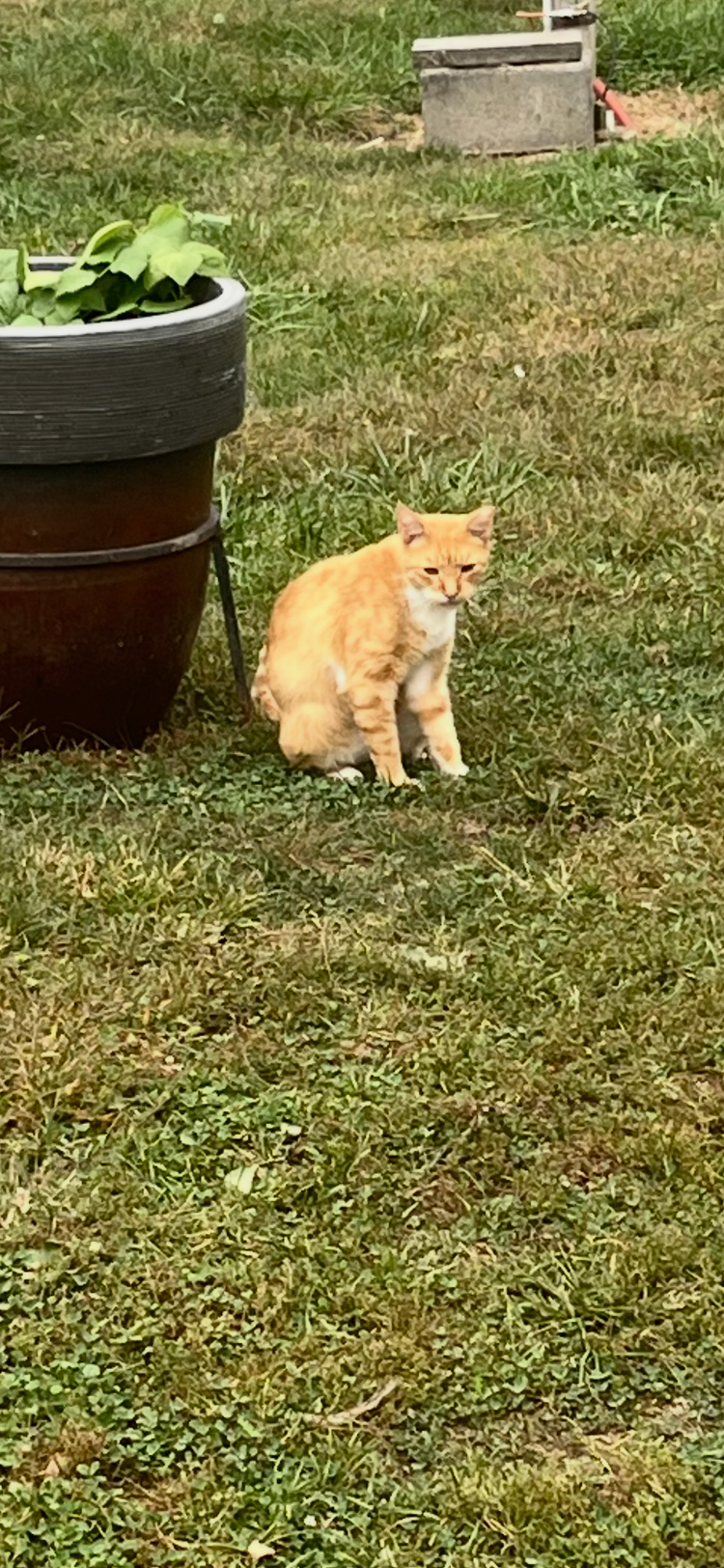 Help the kitties!! campaign photo, 4 of 7