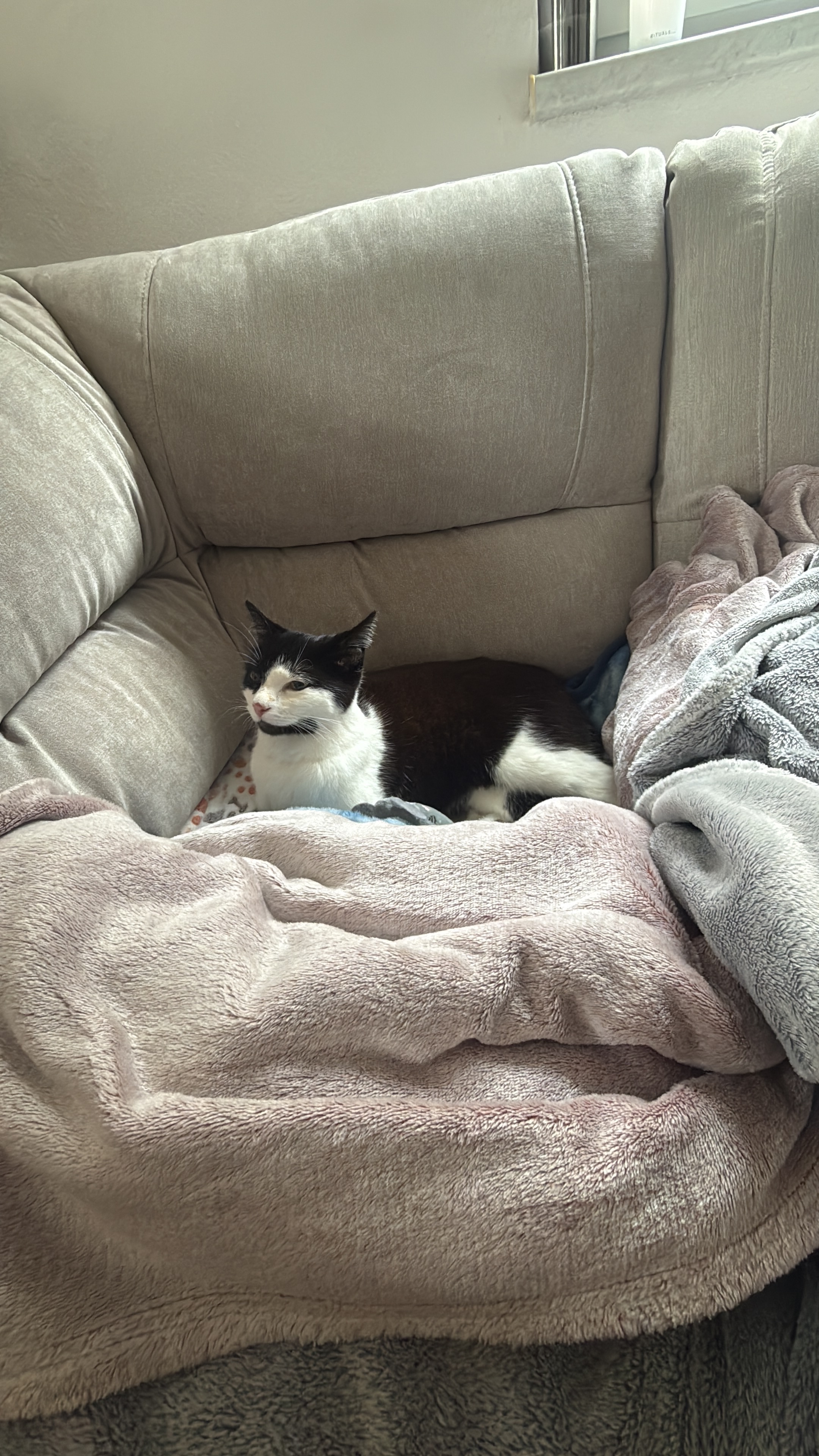 Katze nach Fahrerflucht schwer verletzt, bitte helft mir.! ❤ campaign photo, 5 of 6