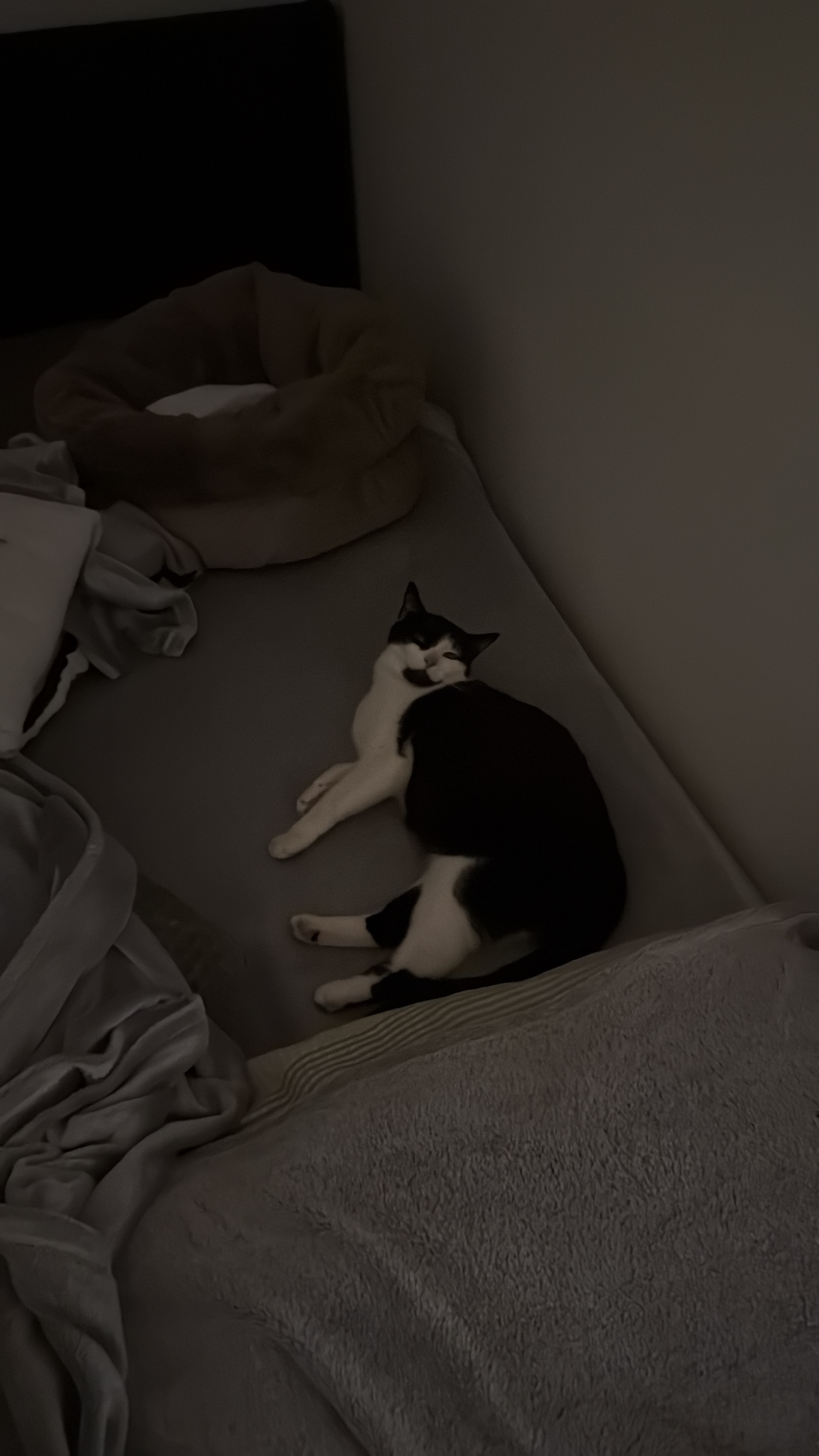 Katze nach Fahrerflucht schwer verletzt, bitte helft mir.! ❤ campaign photo, 4 of 6