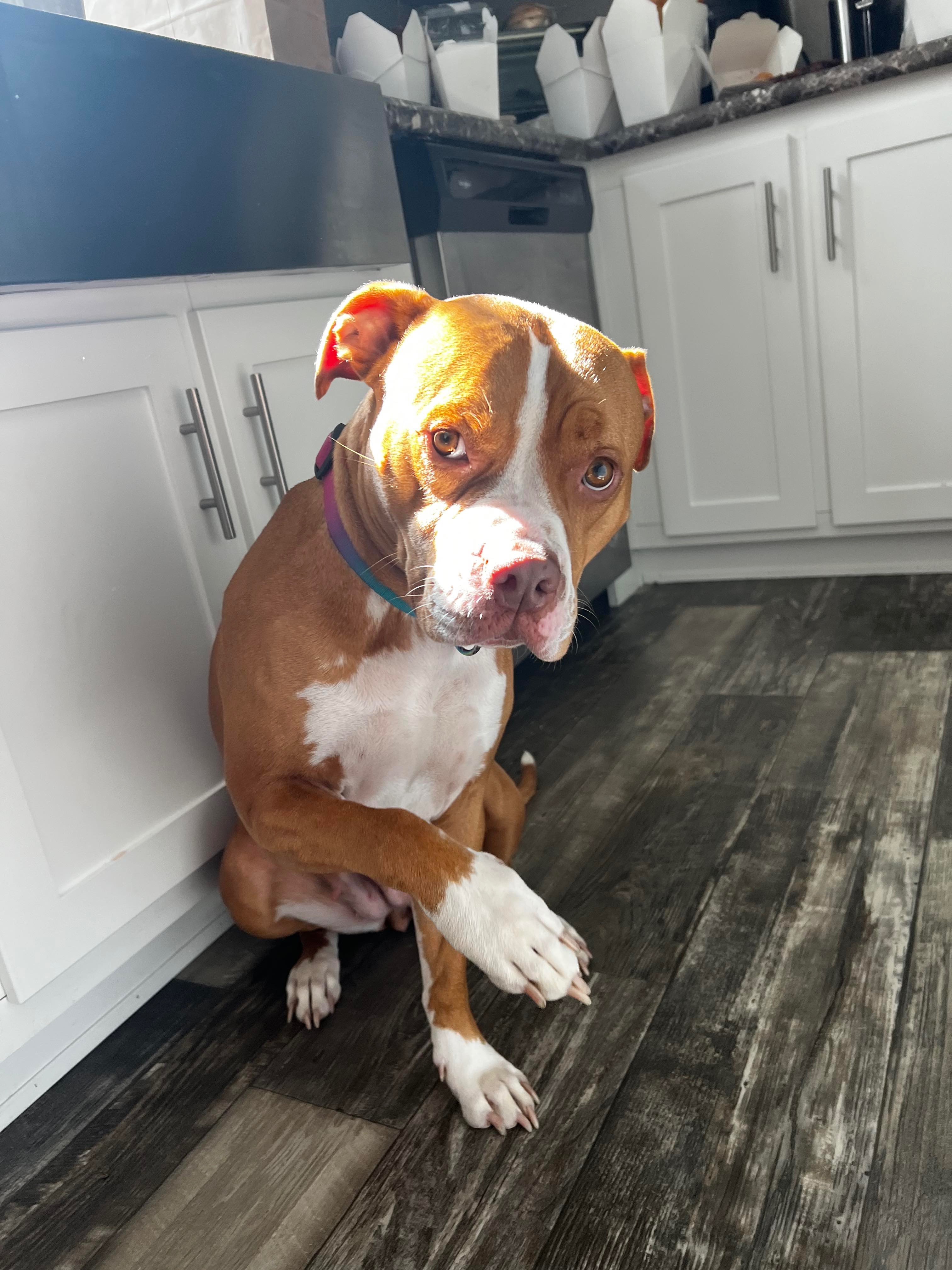 Stella's surgery campaign photo, 6 of 7