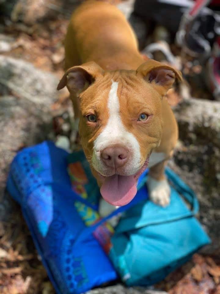 Stella's surgery campaign photo, 2 of 7