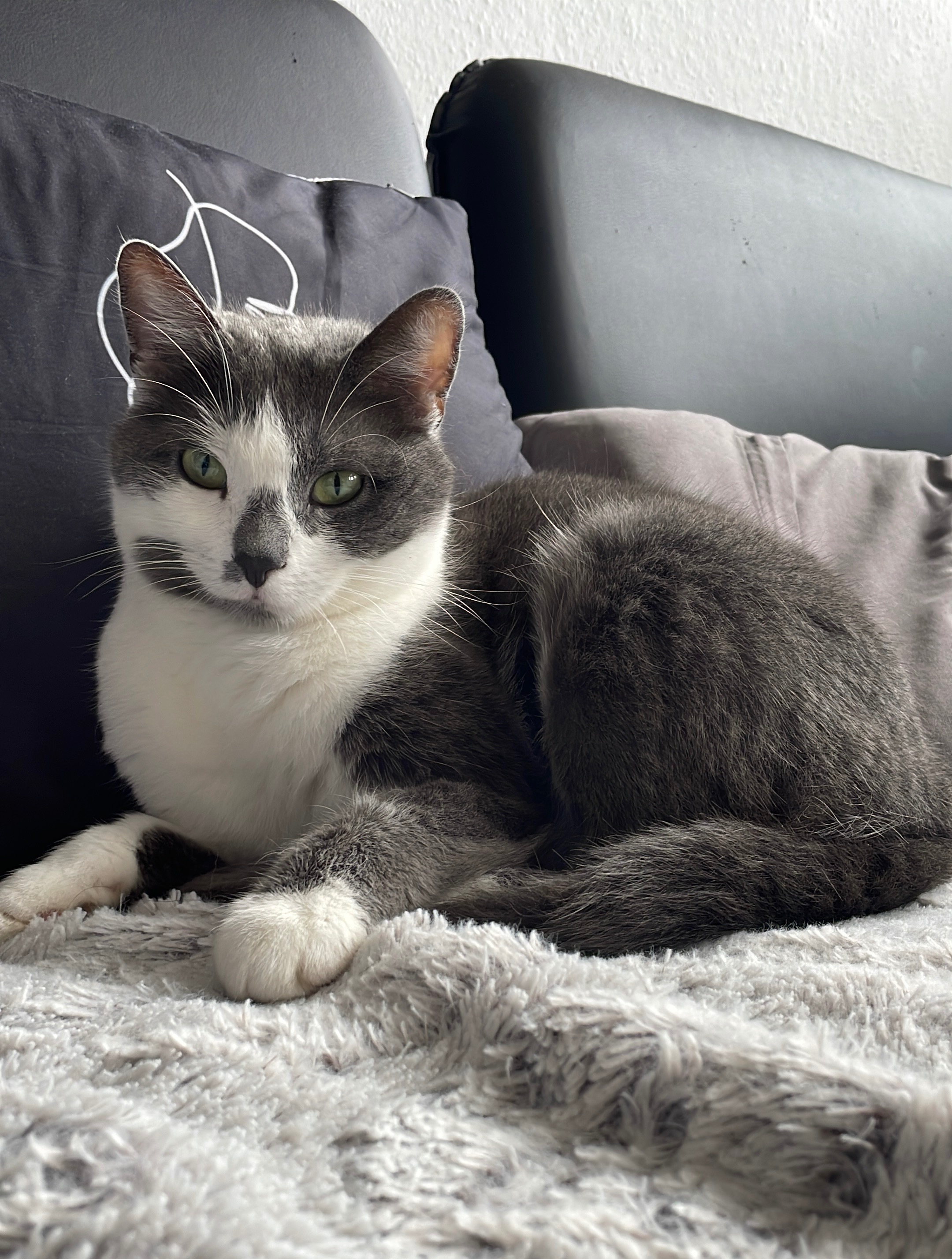 Spendenaufruf für Katze Coco campaign photo, 2 of 6