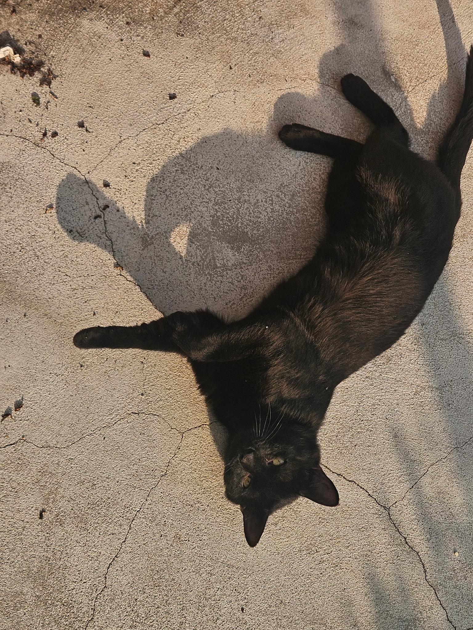 Donate to help save our Cat, Jiji's life! campaign photo, 5 of 5