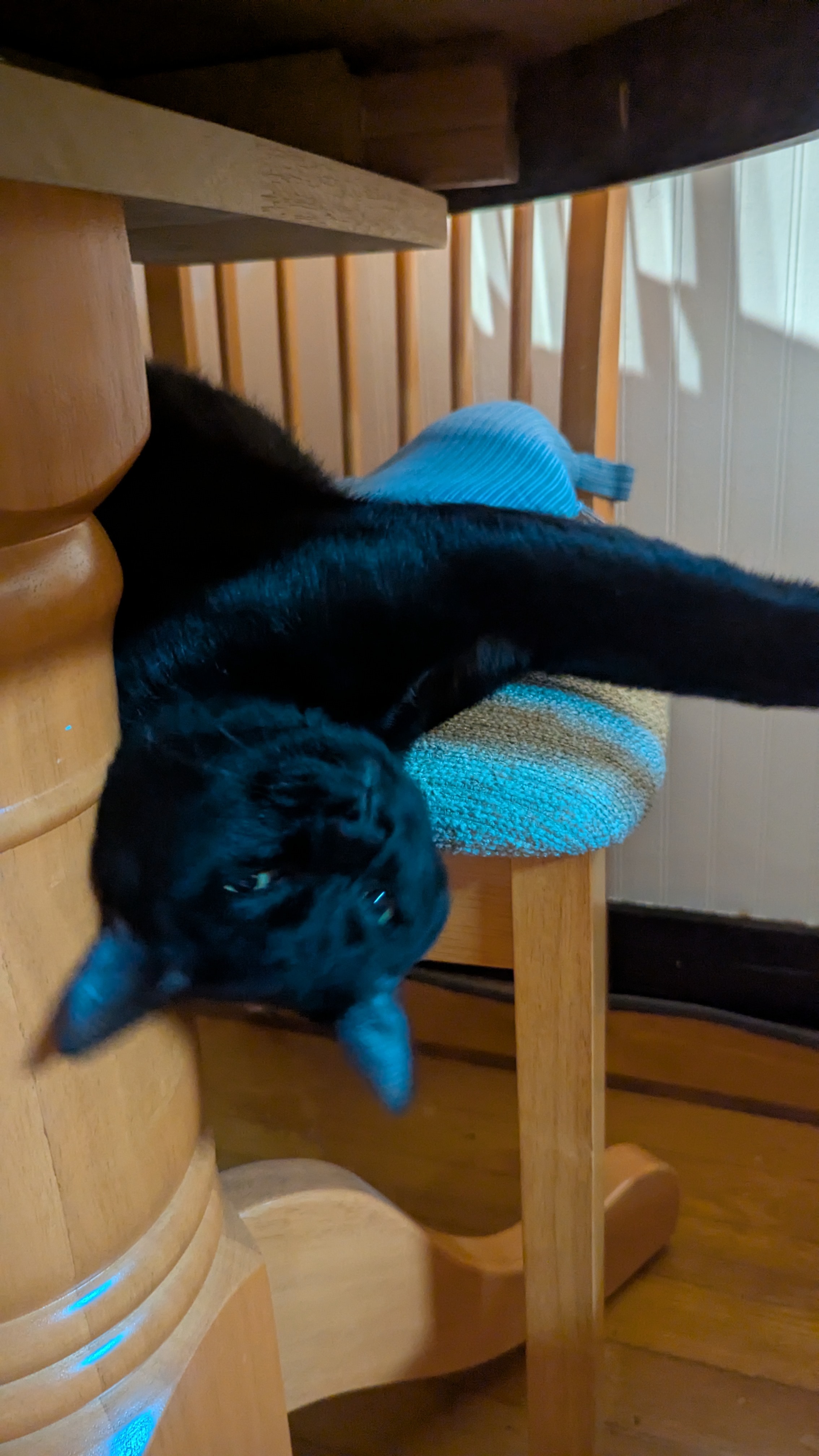 Donate to help save our Cat, Jiji's life! campaign photo, 2 of 5