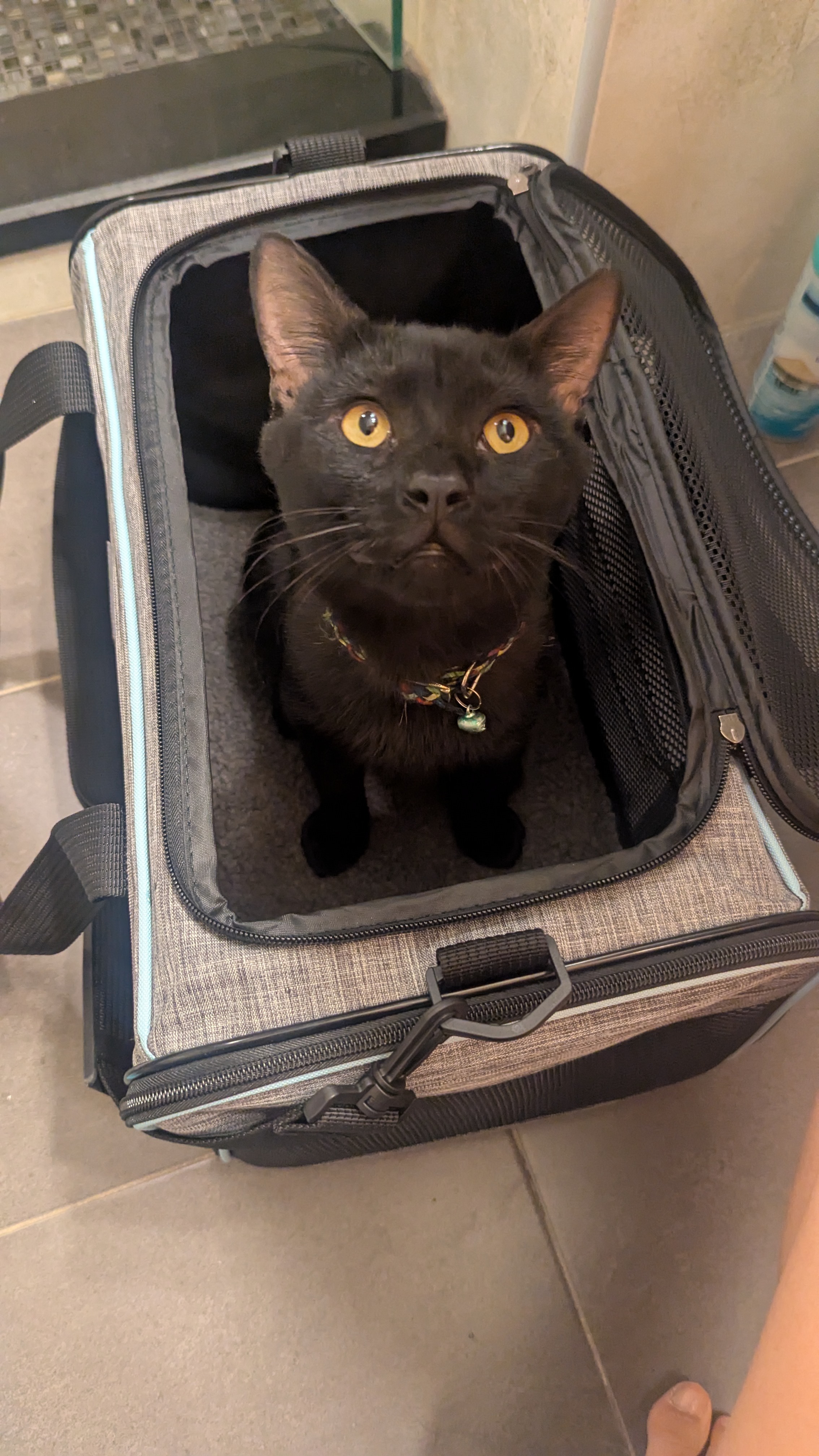 Donate to help save our Cat, Jiji's life! campaign photo, 4 of 5
