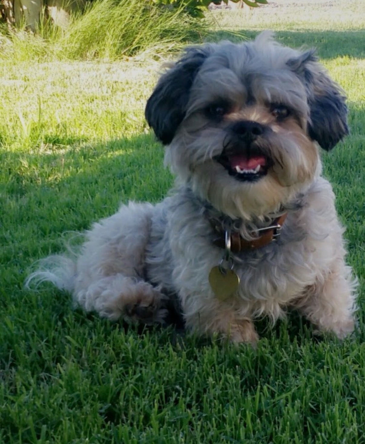 Help Bean Heal After a Vicious Attack campaign photo, 2 of 8