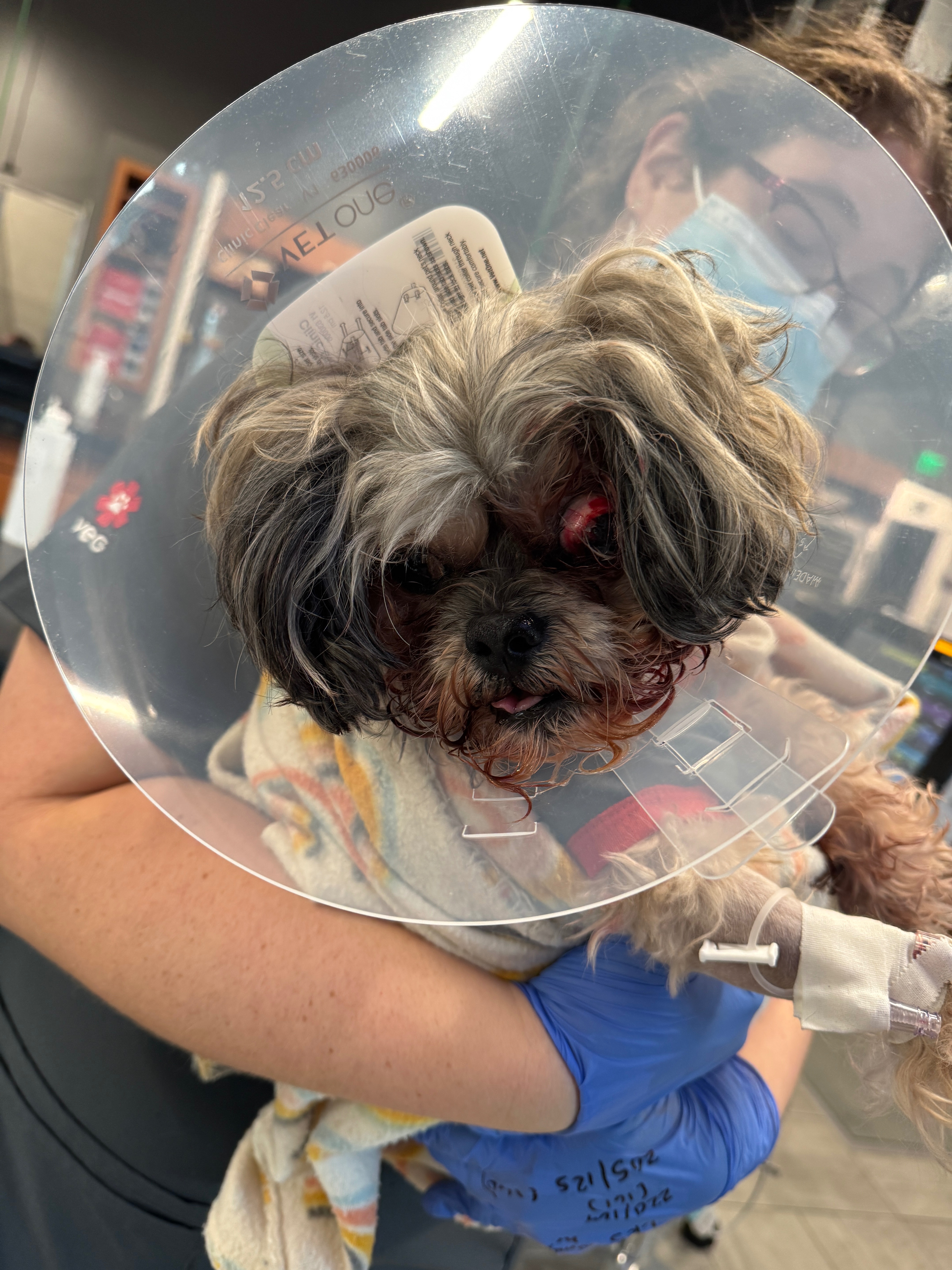 Help Bean Heal After a Vicious Attack campaign photo, 5 of 8