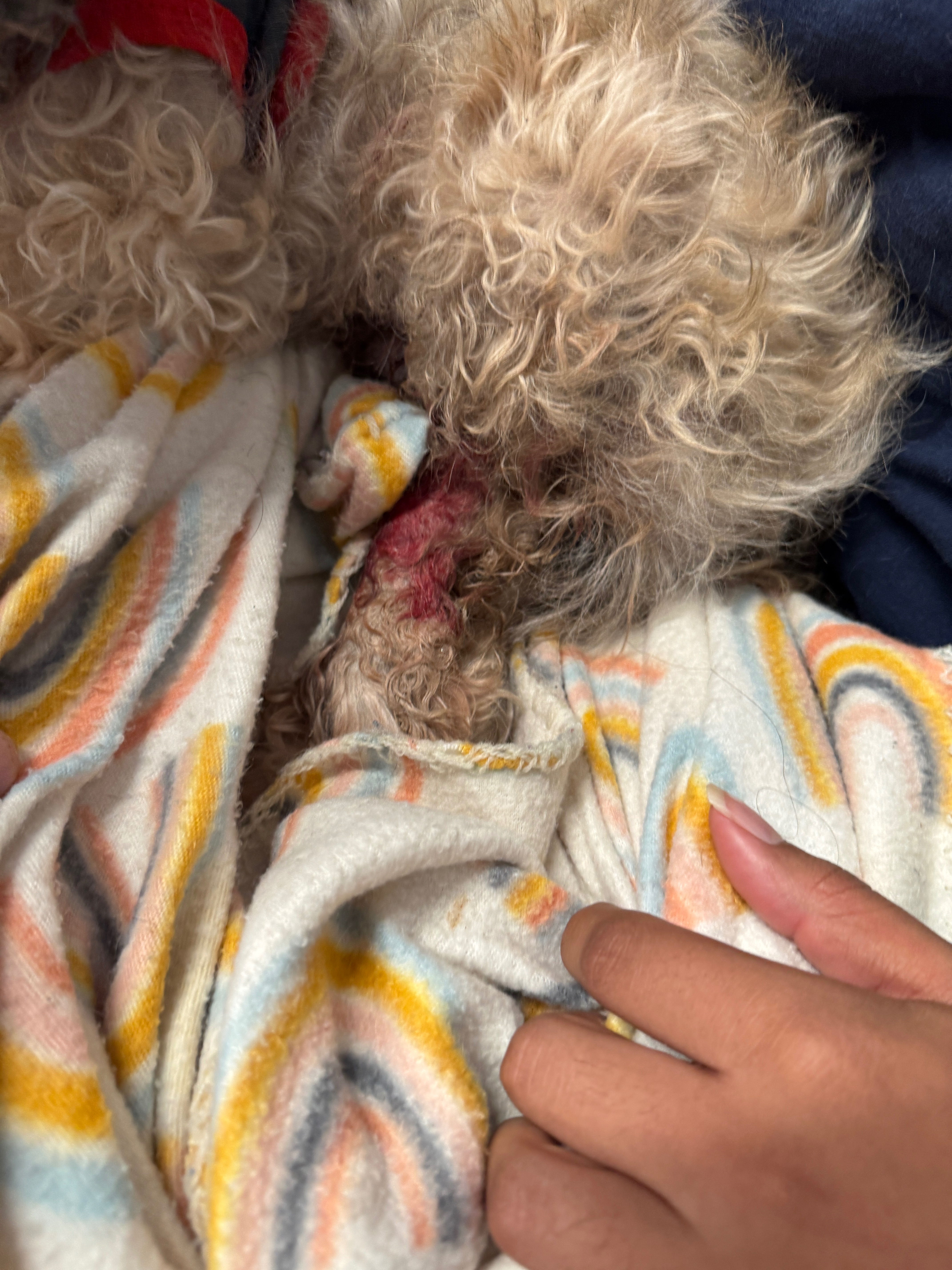 Help Bean Heal After a Vicious Attack campaign photo, 6 of 8