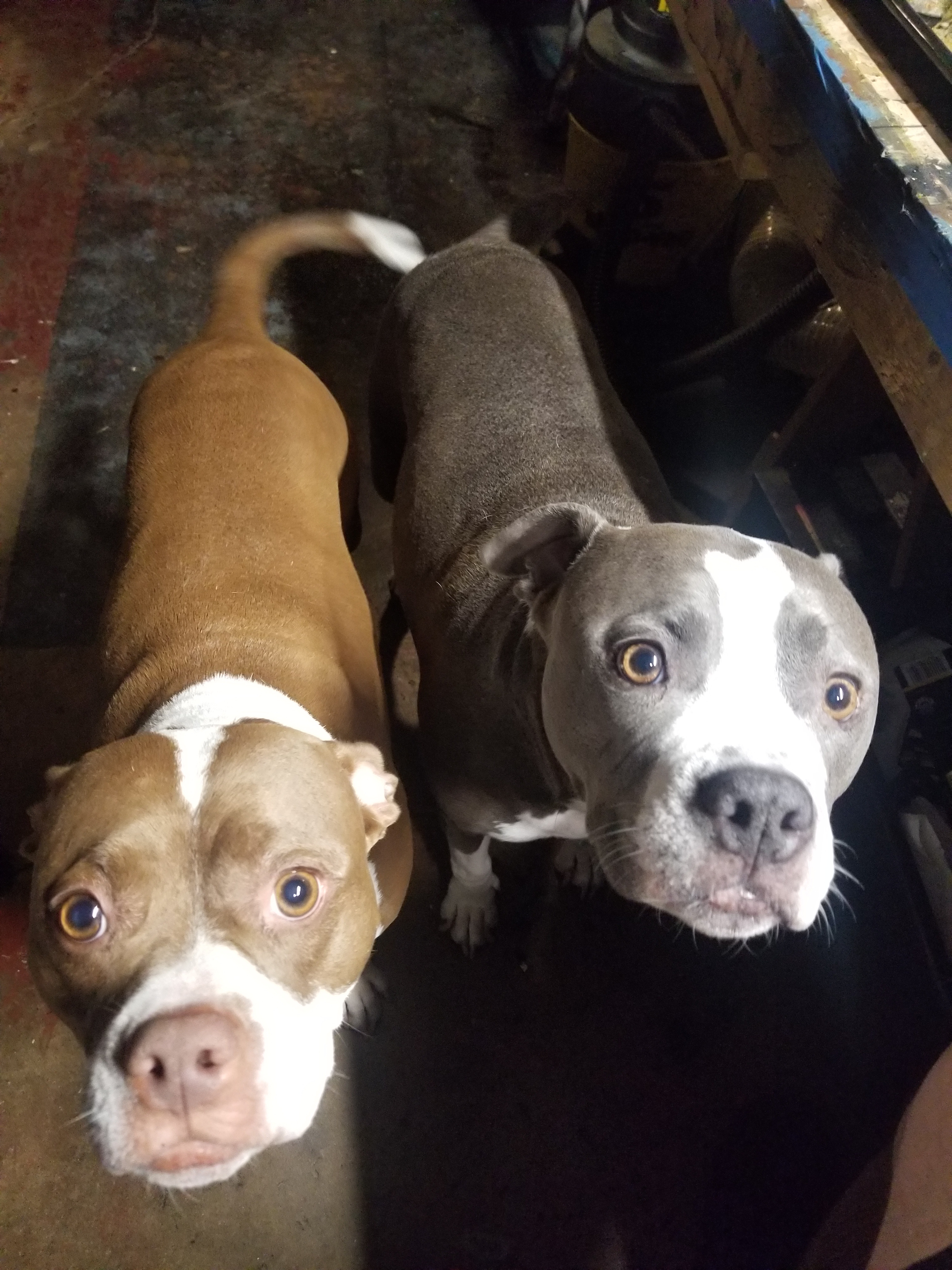 Help Save Guinevere: Urgent Vet Bills campaign photo, 4 of 4