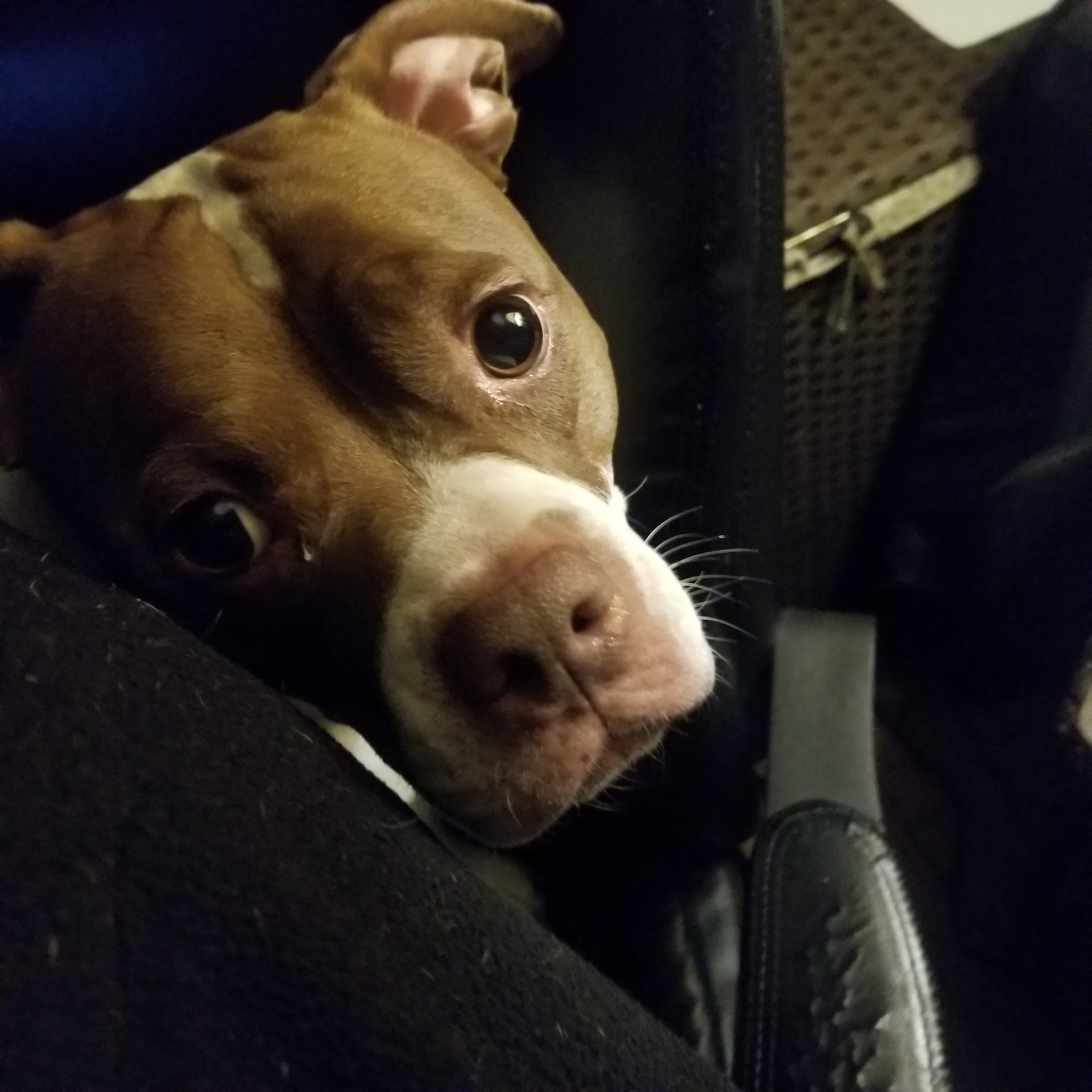 Help Save Guinevere: Urgent Vet Bills campaign photo, 2 of 4