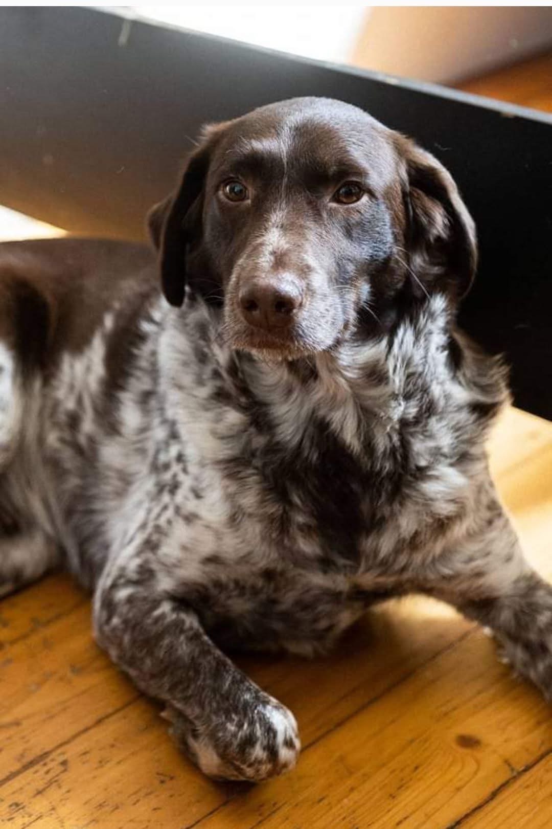 “Hope for Forgotten Paws: Support an Animal Shelter in Need campaign photo, 2 of 4