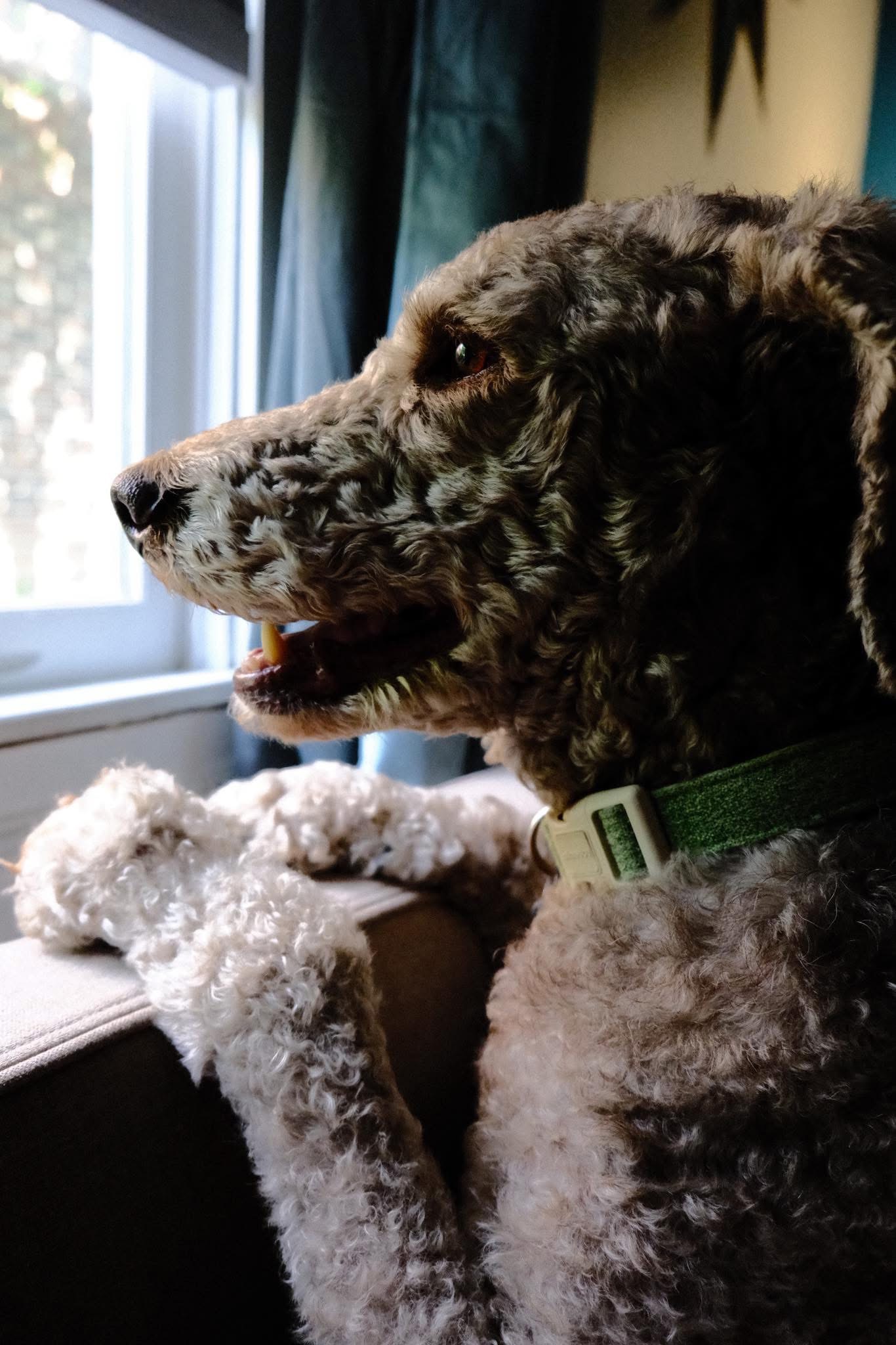 Support Watson's Life-Saving Surgery campaign photo, 4 of 5