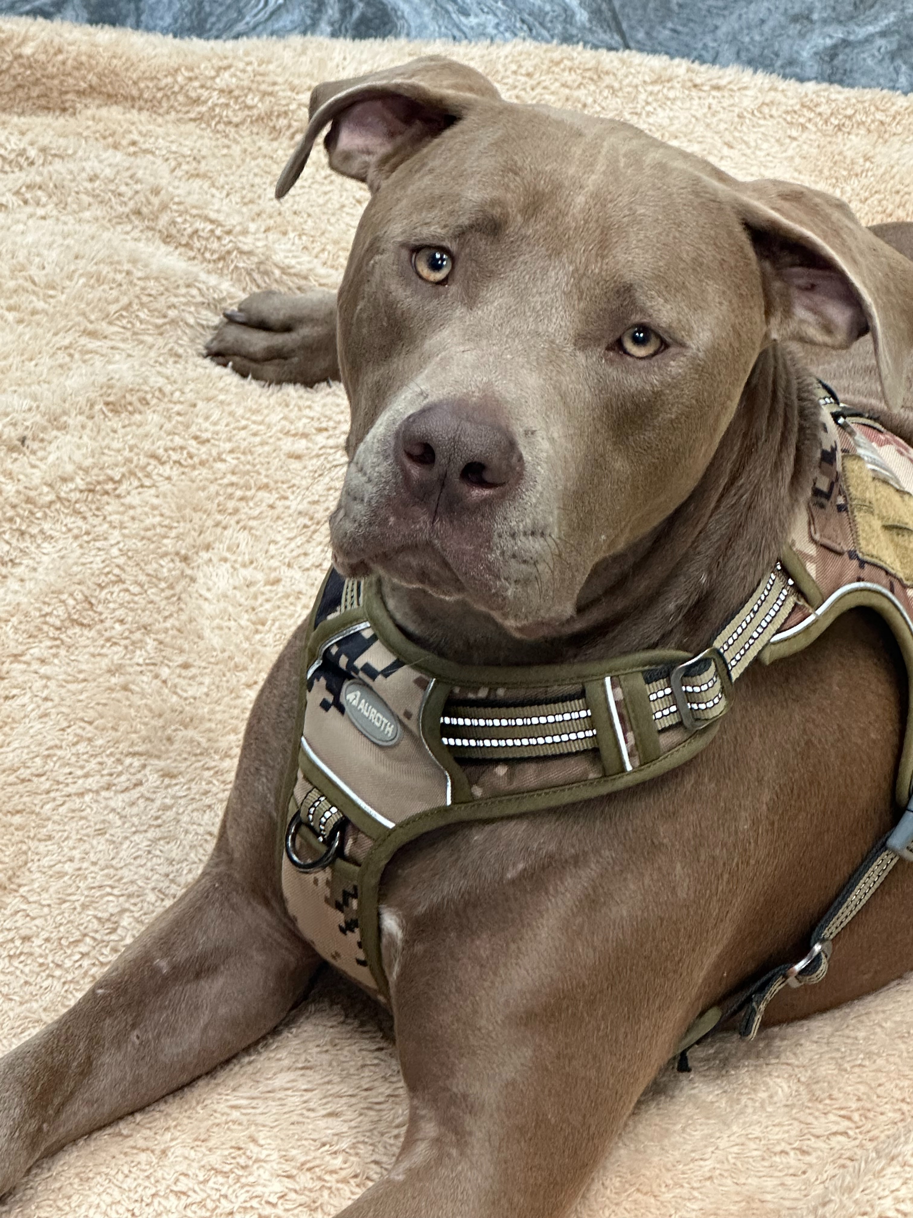 Save Bane: Help Us Find His Forever Home campaign photo, 2 of 4