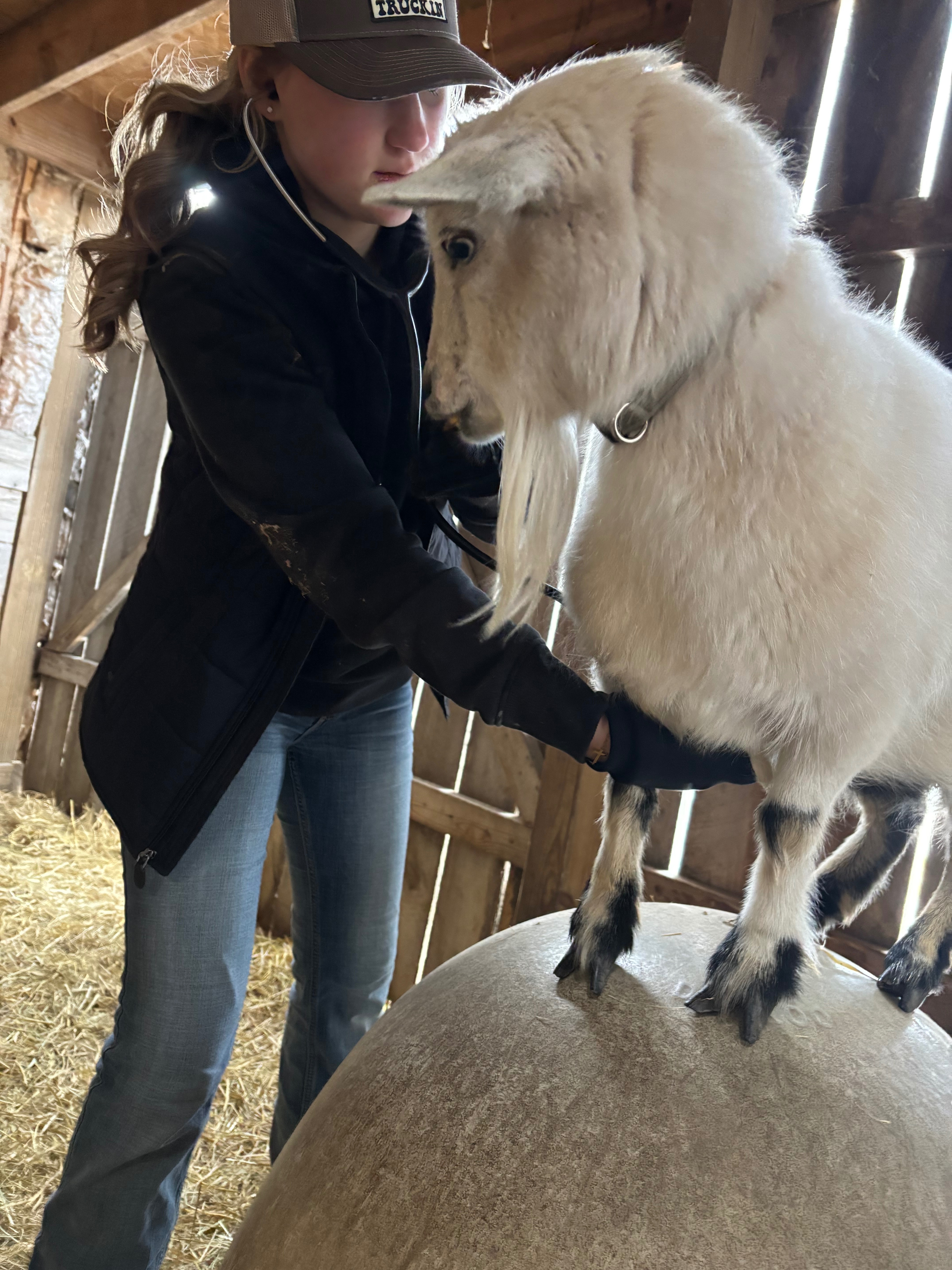 Future Farmer, Big Dreams: Piglet Agriscience Fair! campaign photo, 5 of 8