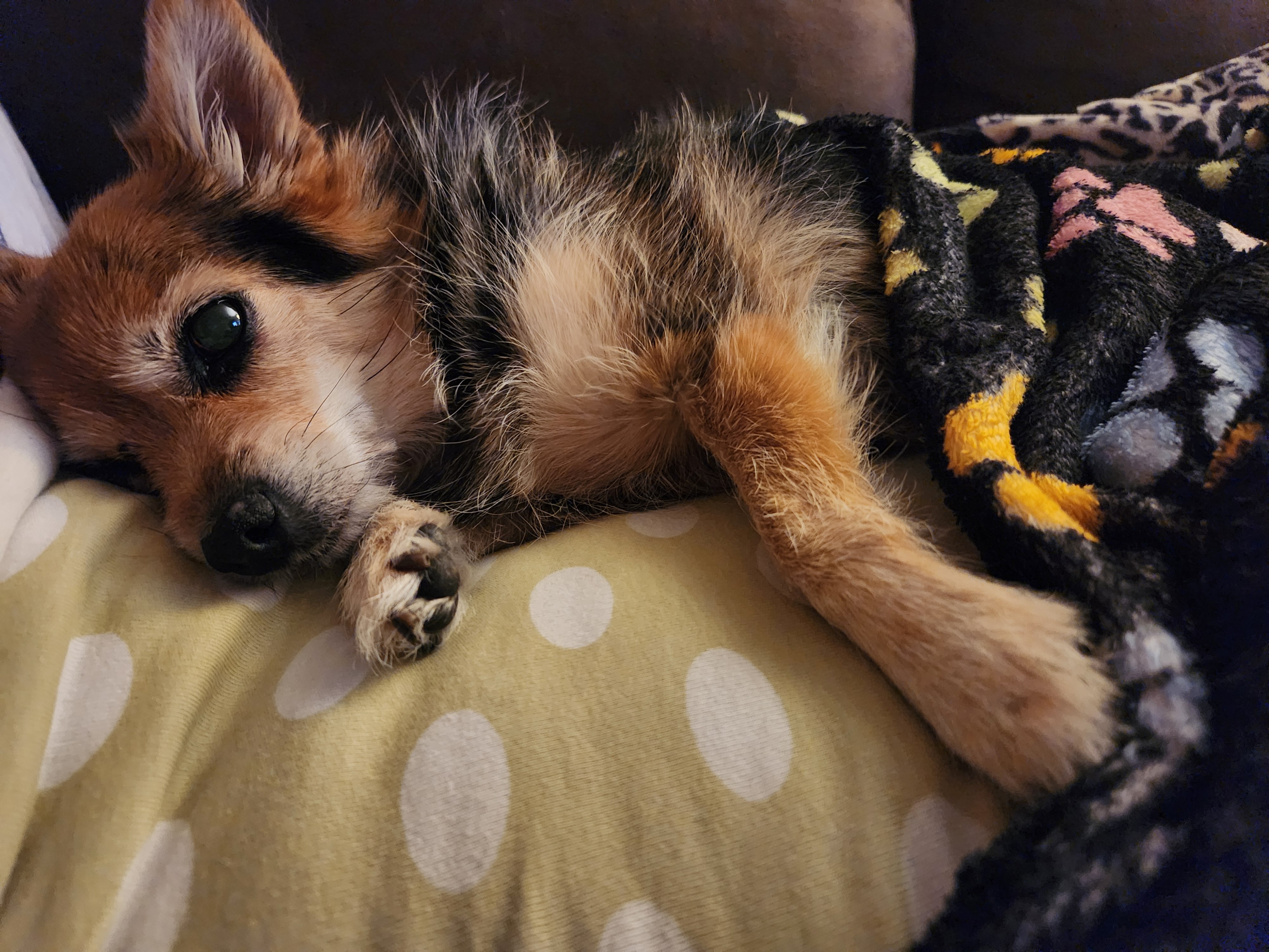 My two angel babies.  Tinkerbell and Max campaign photo, 2 of 8
