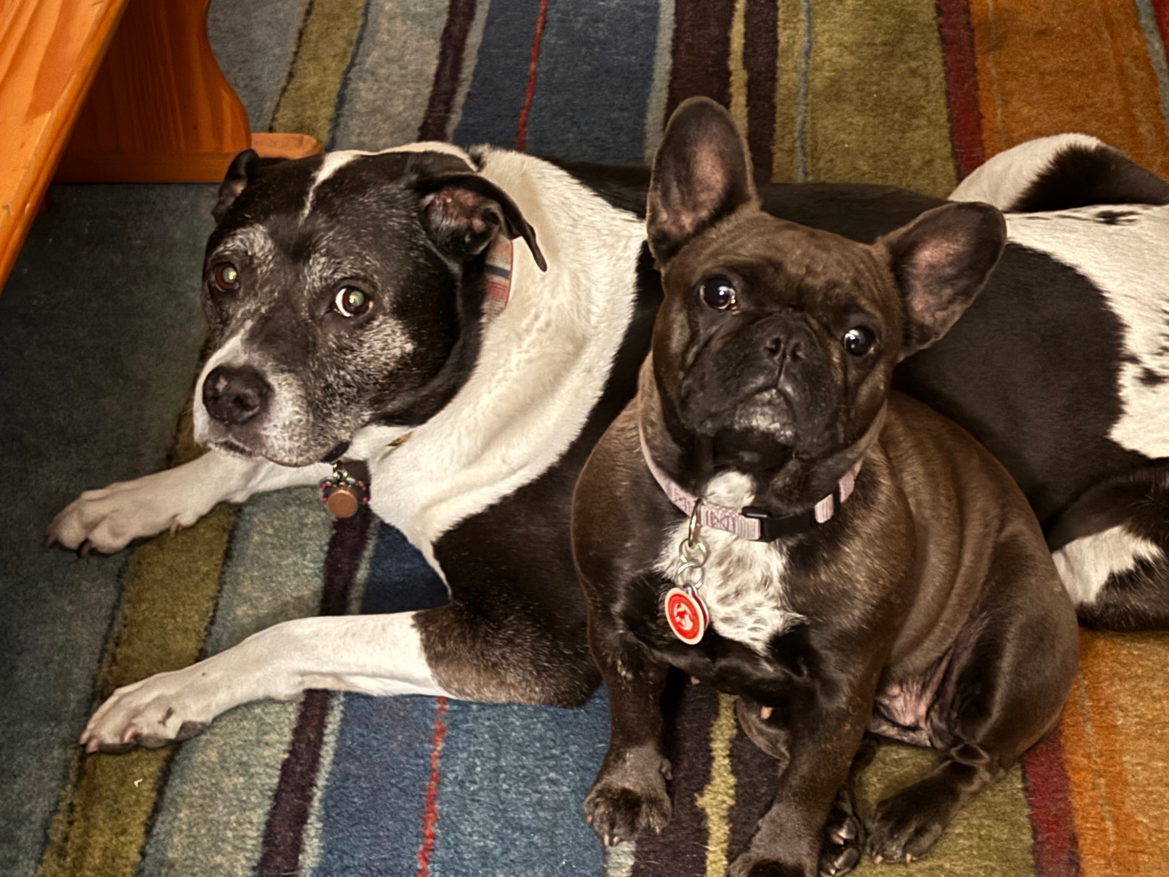 Rainbow Bridge for Frenchie  Fiona campaign photo, 2 of 8