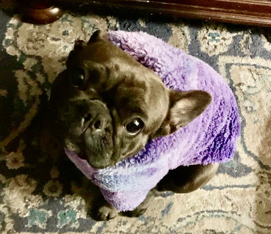 Rainbow Bridge for Frenchie  Fiona campaign photo, 7 of 8