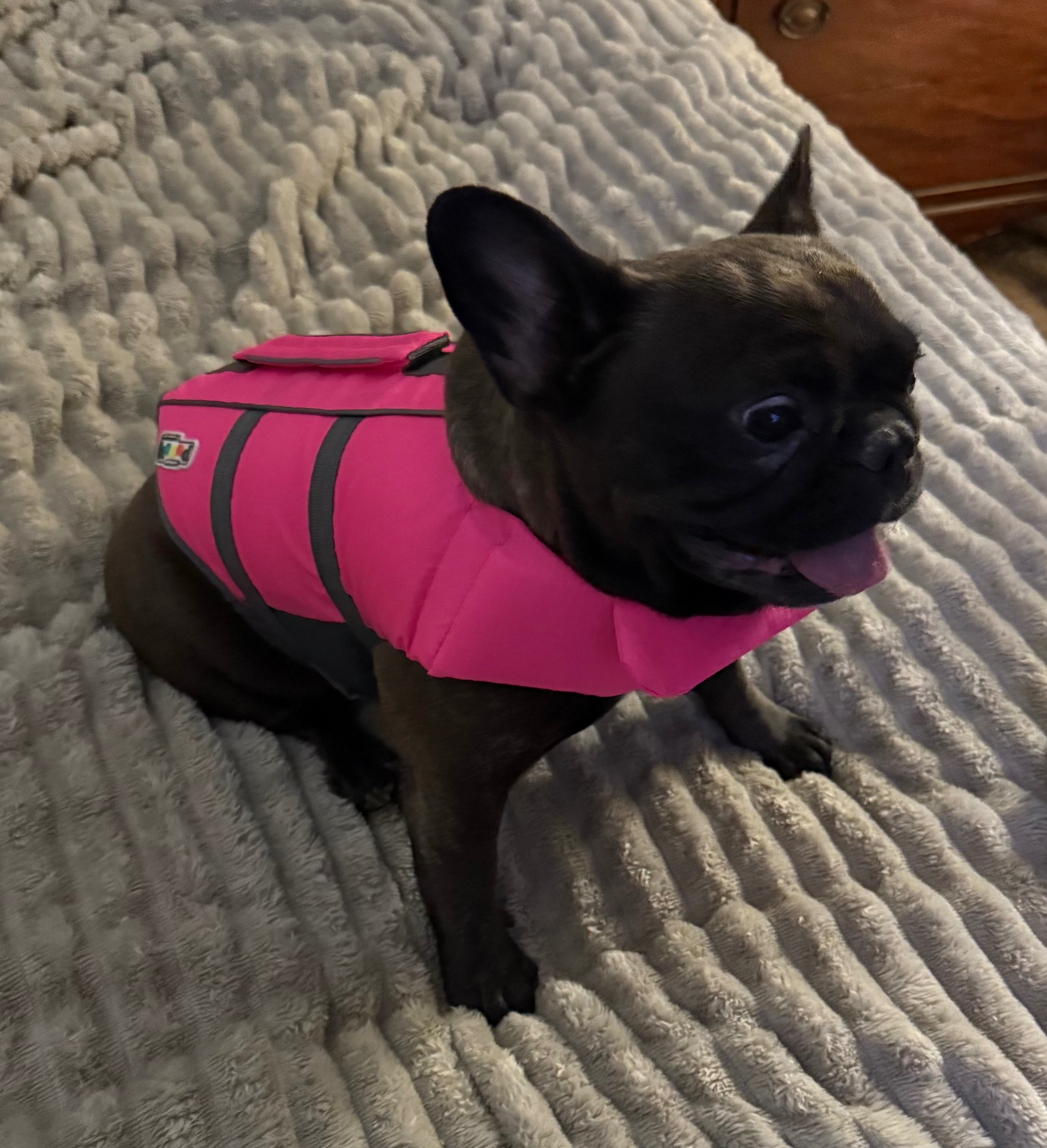 Rainbow Bridge for Frenchie  Fiona campaign photo, 5 of 8