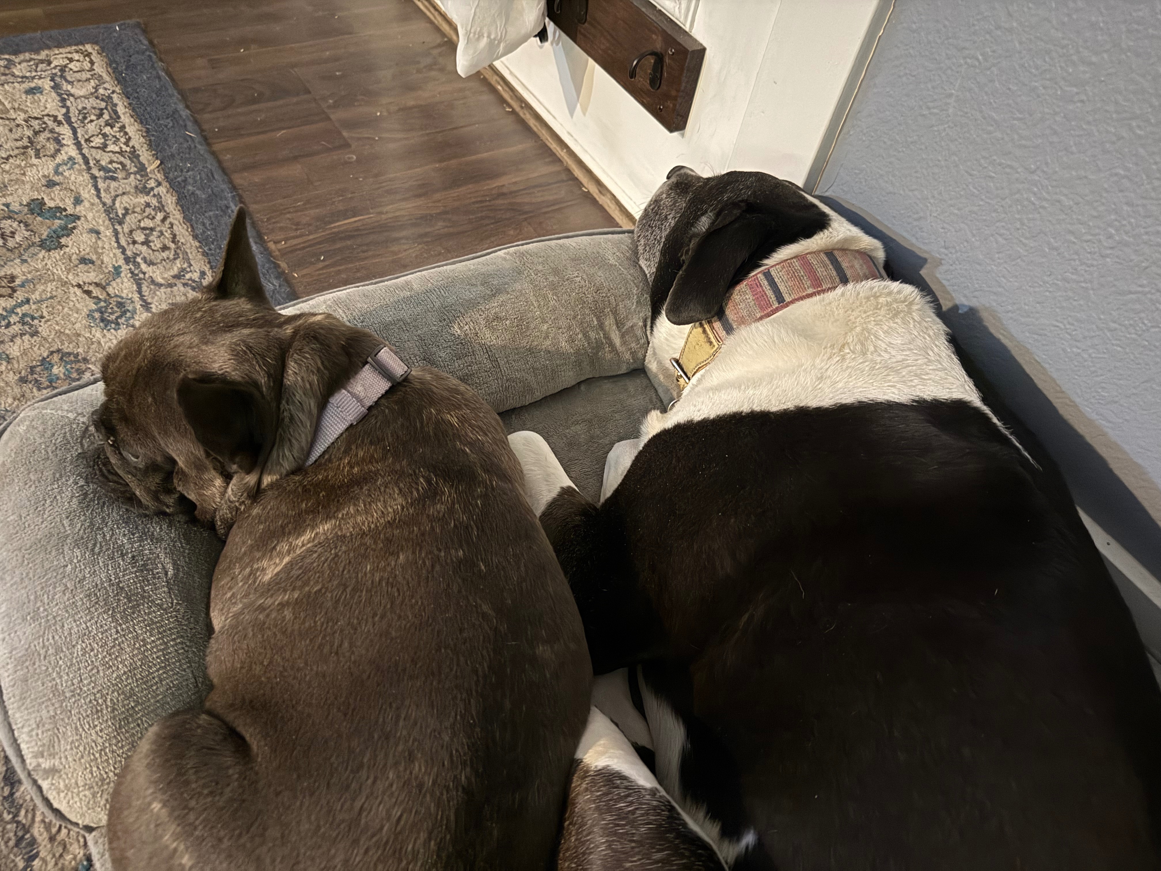 Rainbow Bridge for Frenchie  Fiona campaign photo, 6 of 8