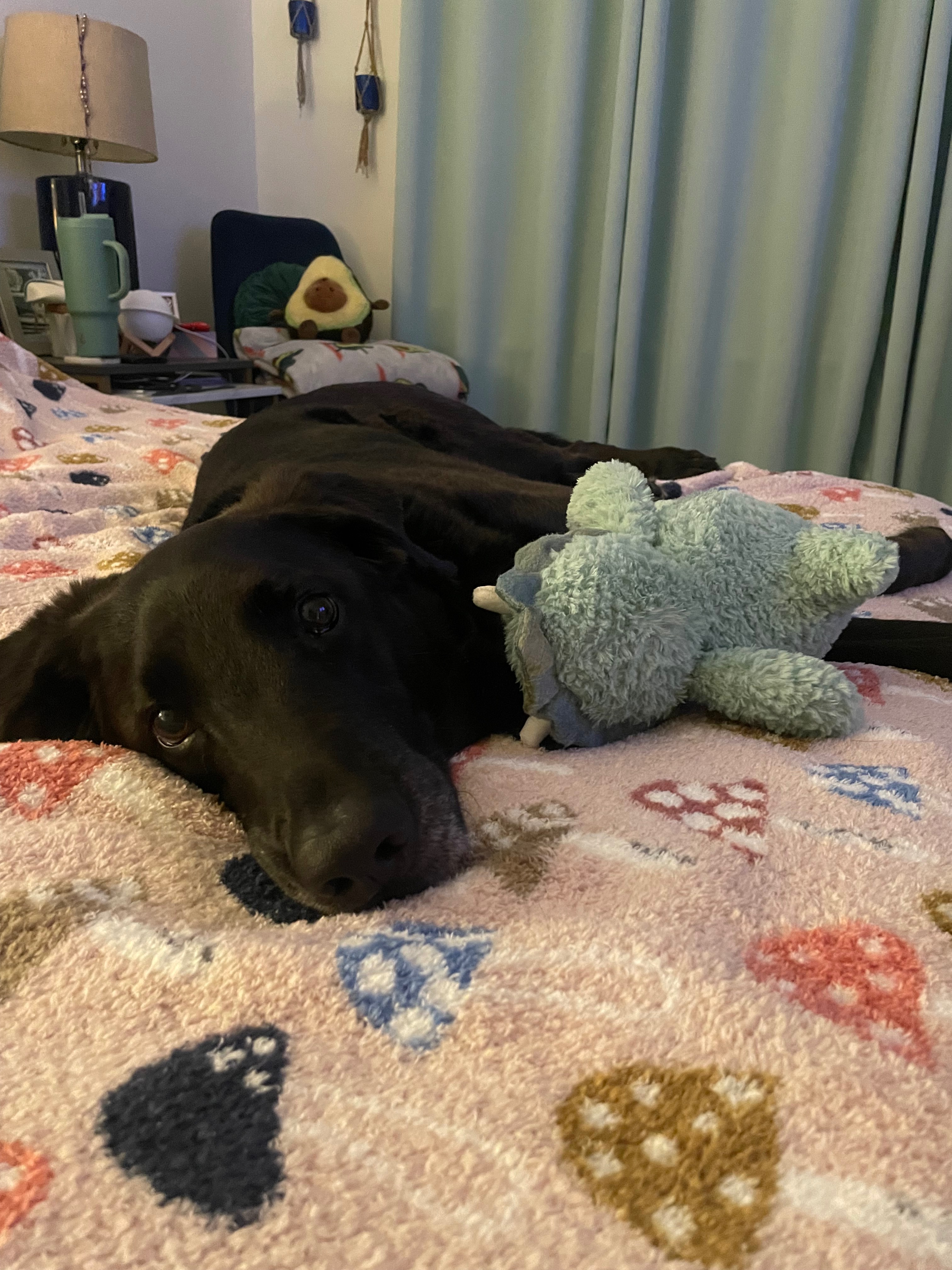 Give Our Certified Good Boy the Surgery He Needs campaign photo, 2 of 8