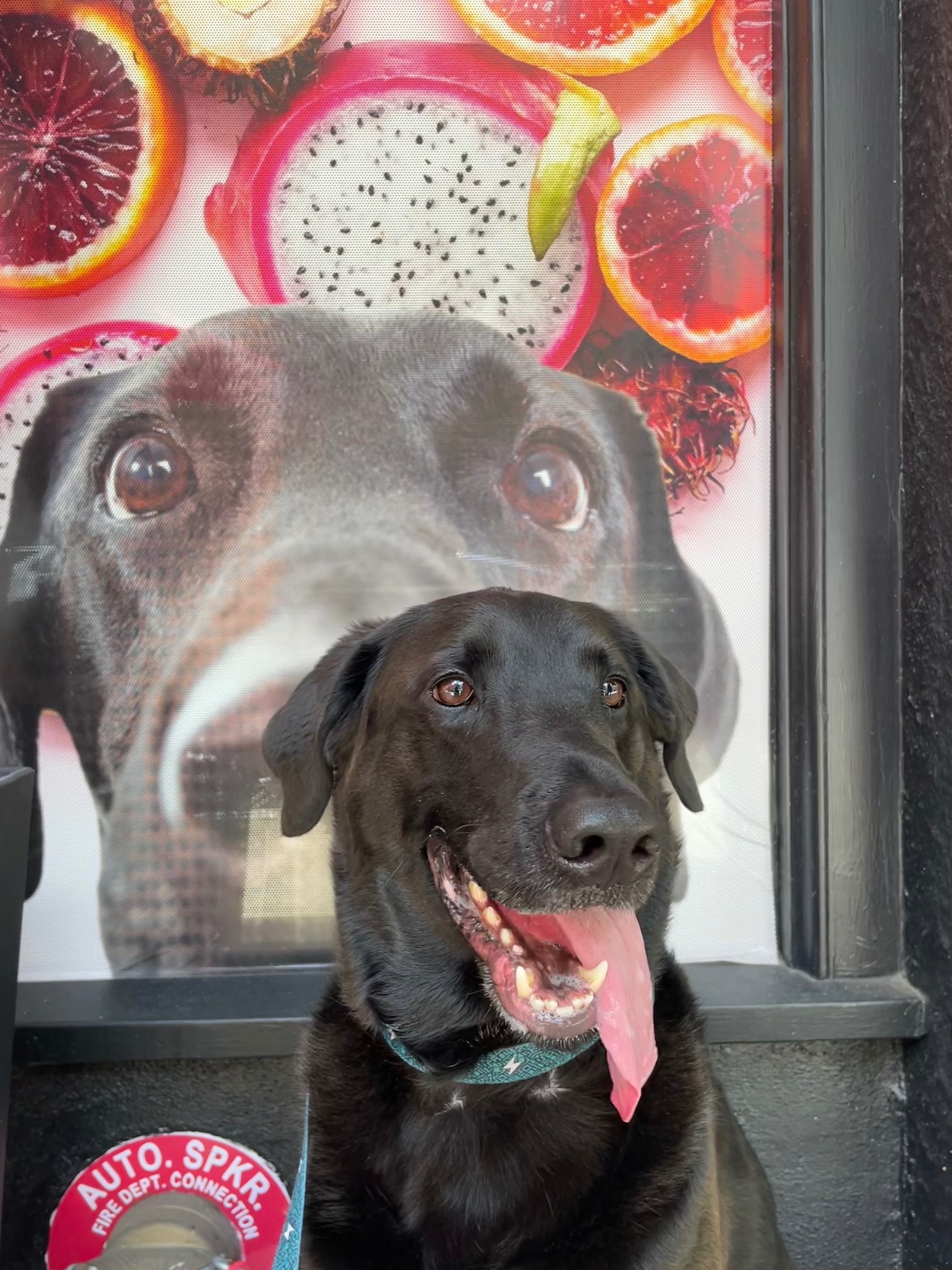 Give Our Certified Good Boy the Surgery He Needs campaign photo, 4 of 8