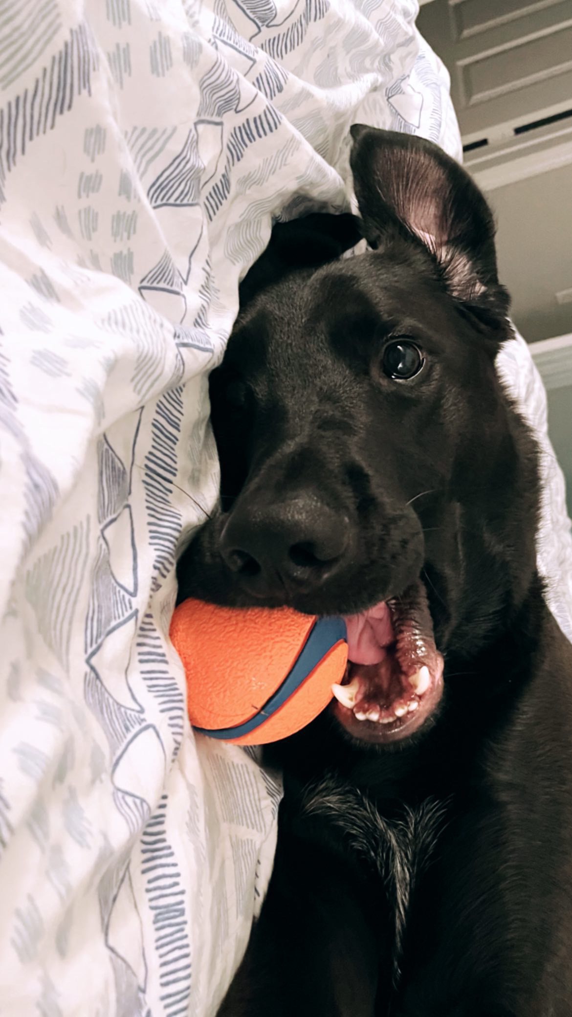 Give Our Certified Good Boy the Surgery He Needs campaign photo, 6 of 8