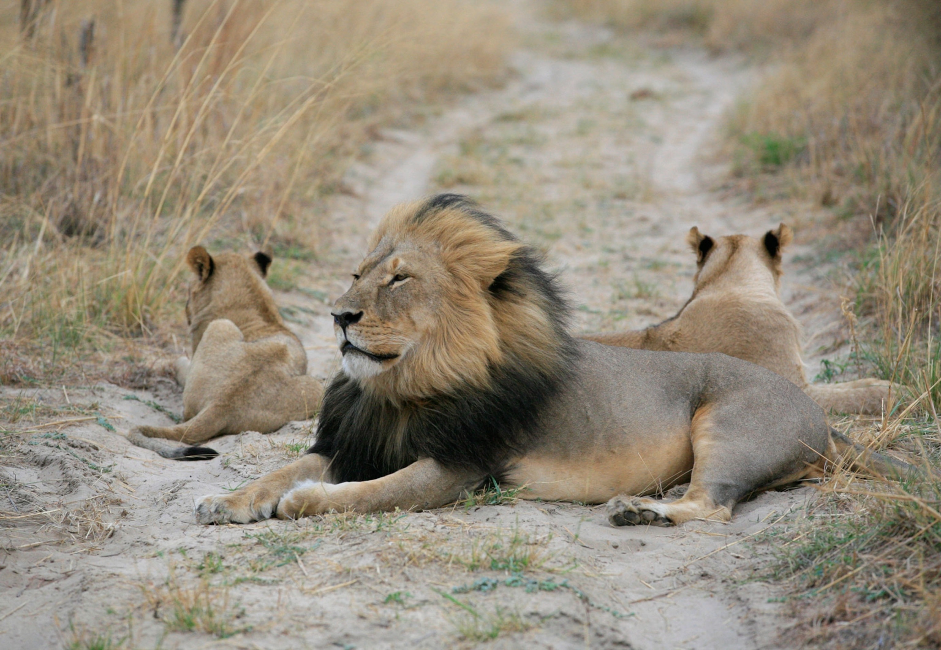 Help animal welfare in Africa. campaign photo, 7 of 8