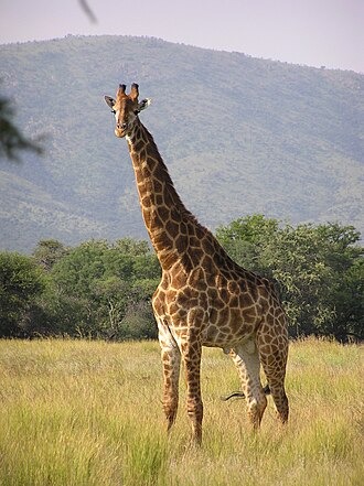 Help animal welfare in Africa. campaign photo, 2 of 8