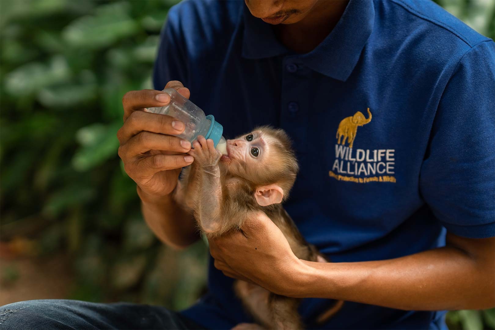 Help animal welfare in Africa. campaign photo, 5 of 8