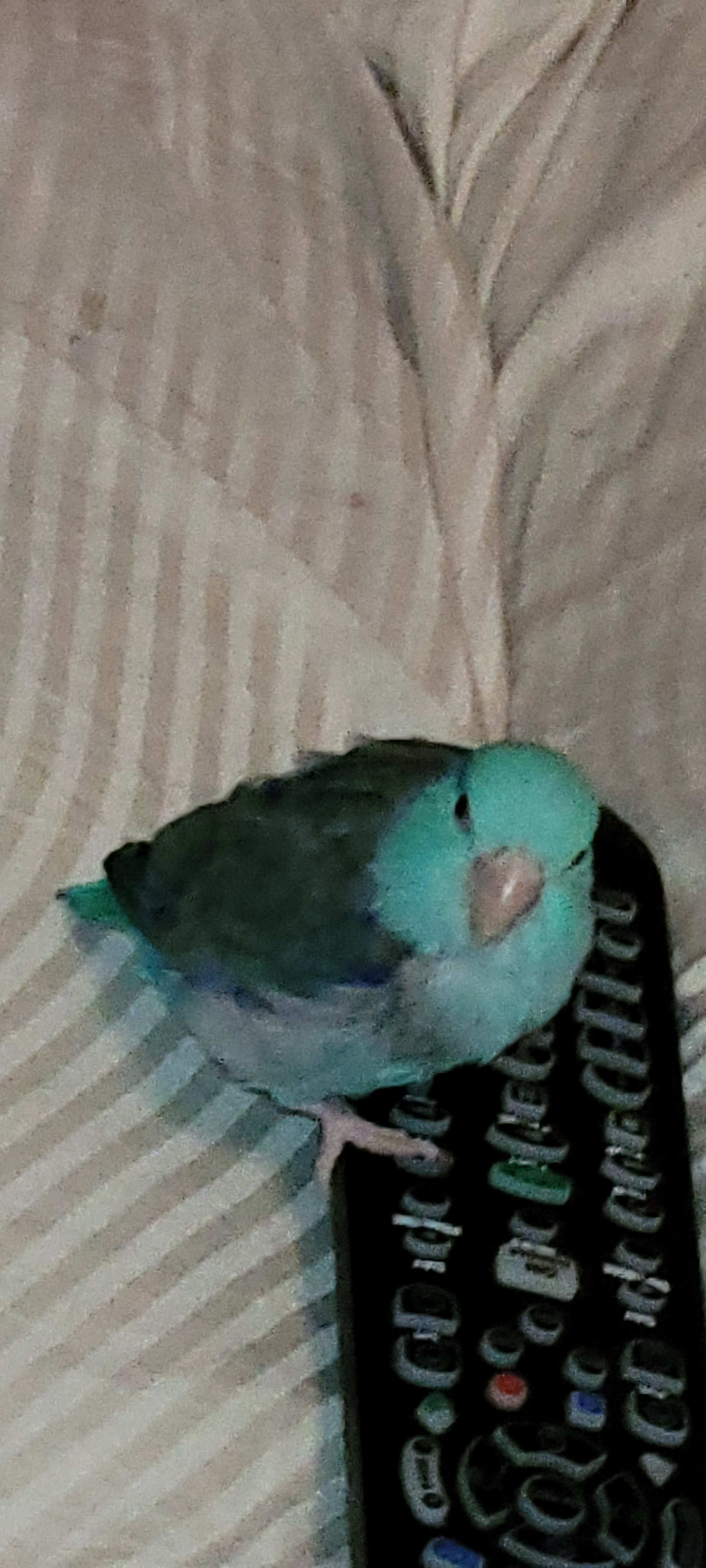 Help Maryella Heal and Find a New Feathered Friend campaign photo, 2 of 8