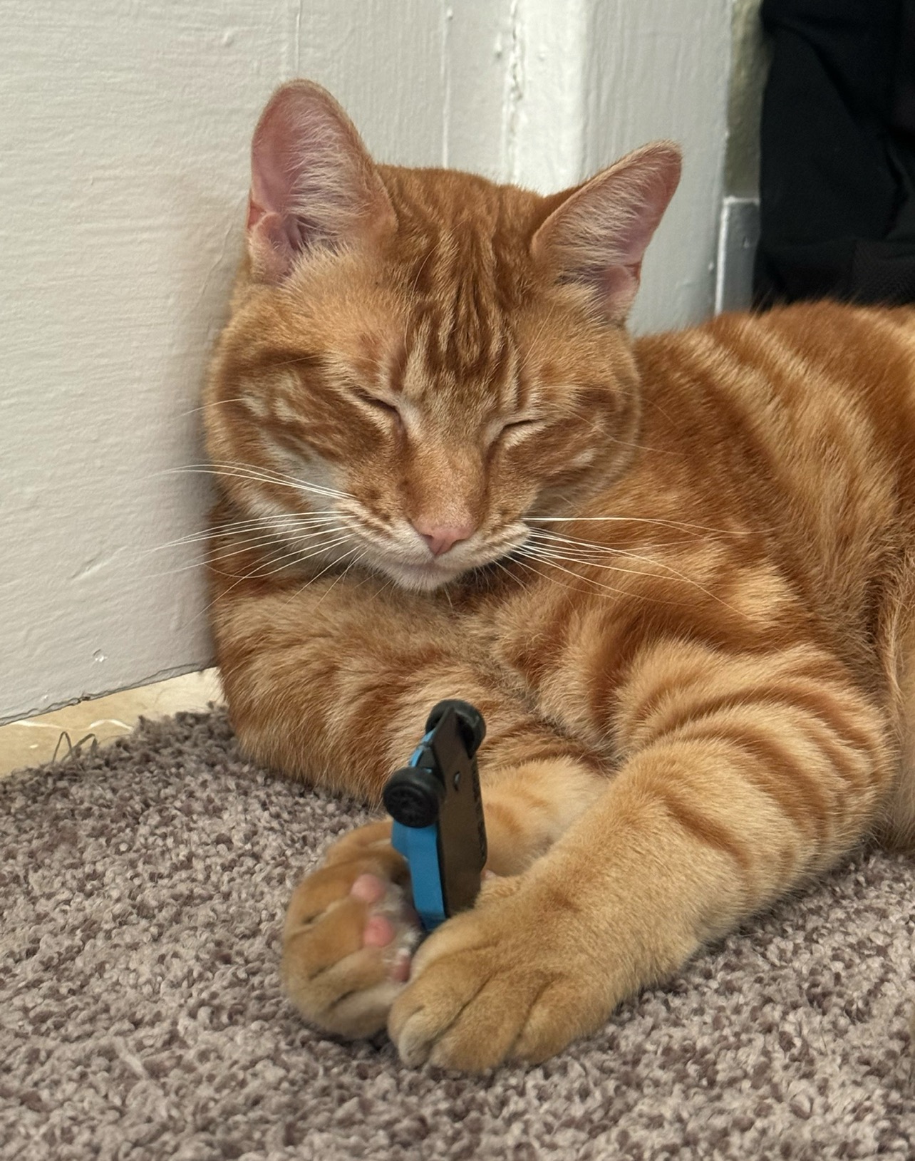 Toño’s Emergency Vet care campaign photo, 5 of 7