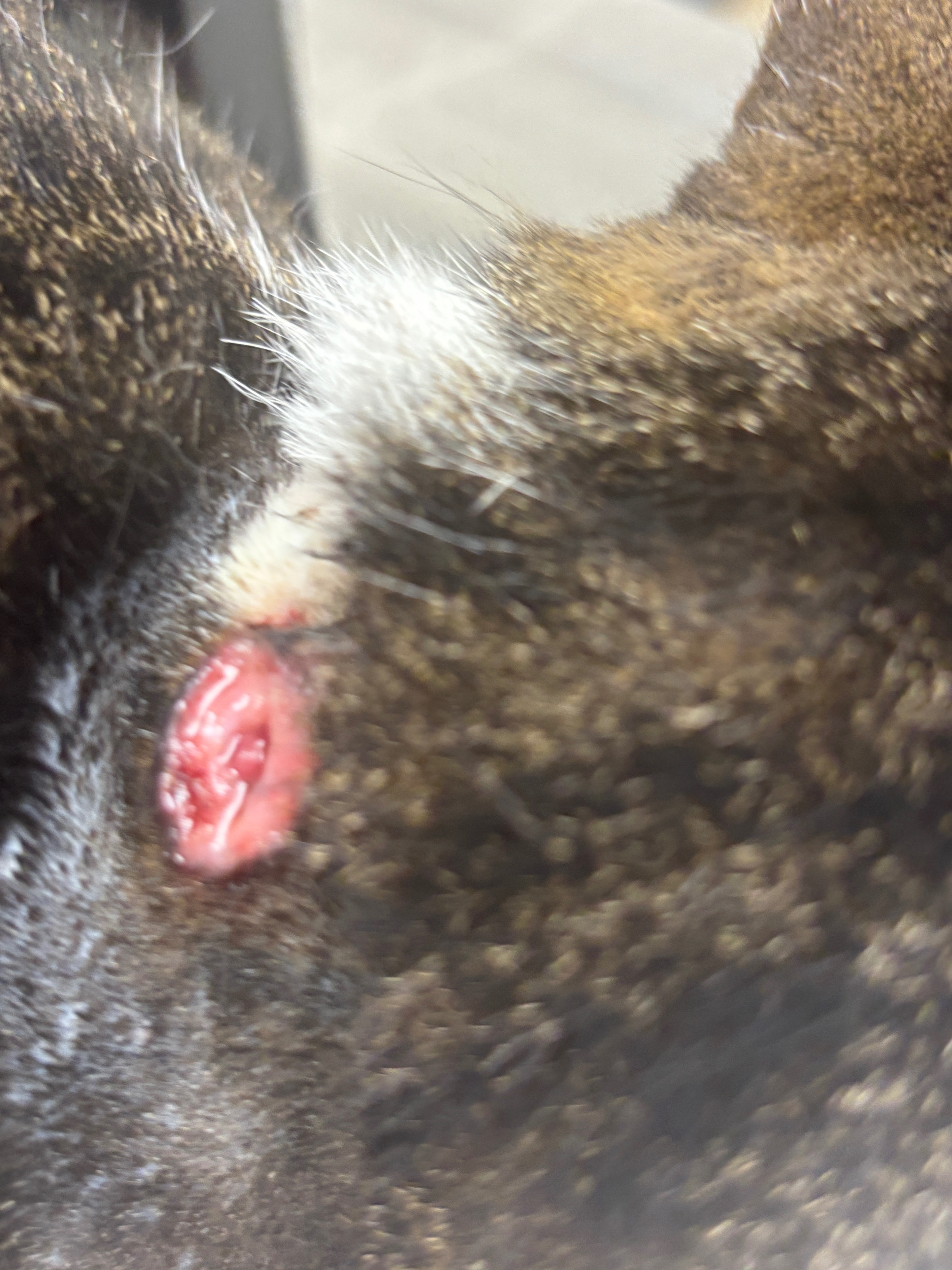 Help Stinka Get Urgent Surgery campaign photo, 6 of 7