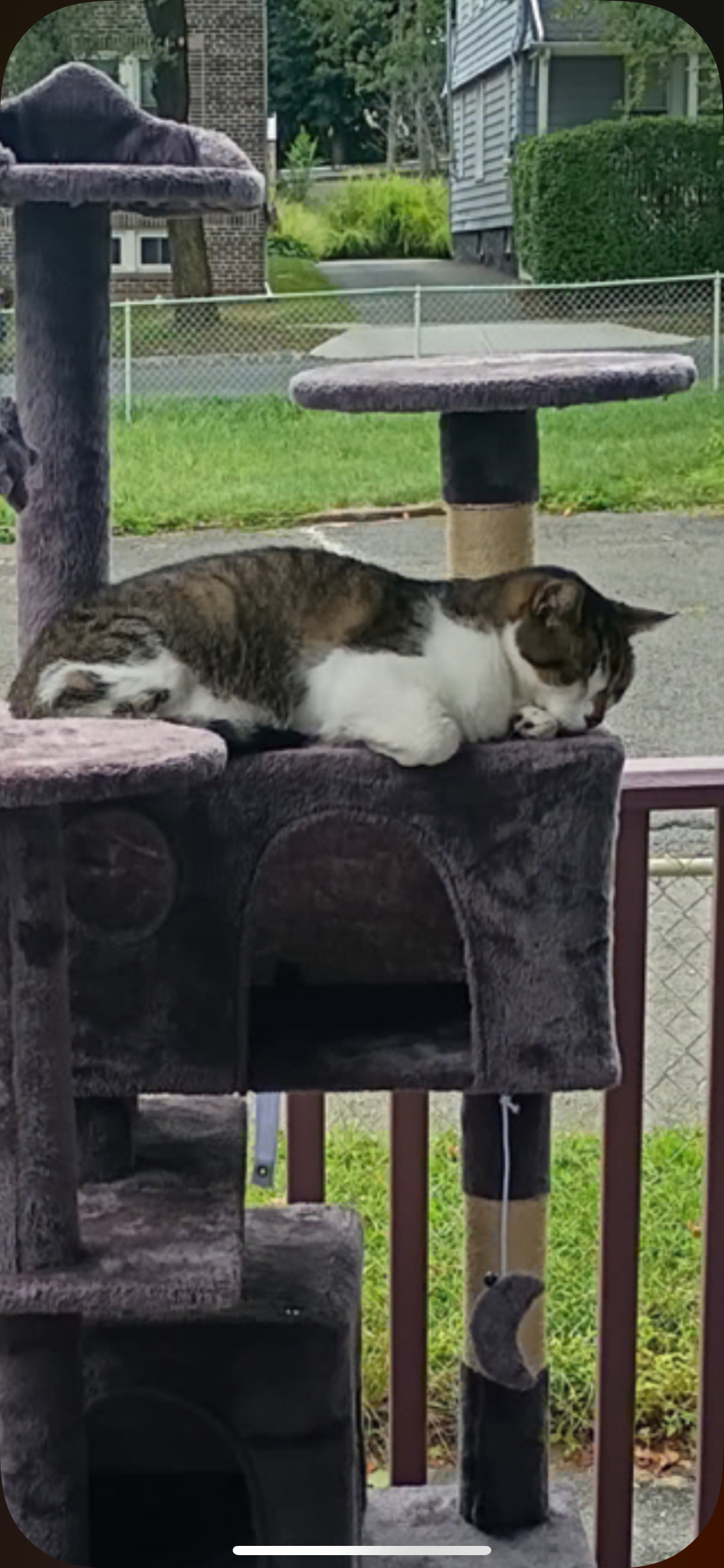 Help Stinka Get Urgent Surgery campaign photo, 2 of 7
