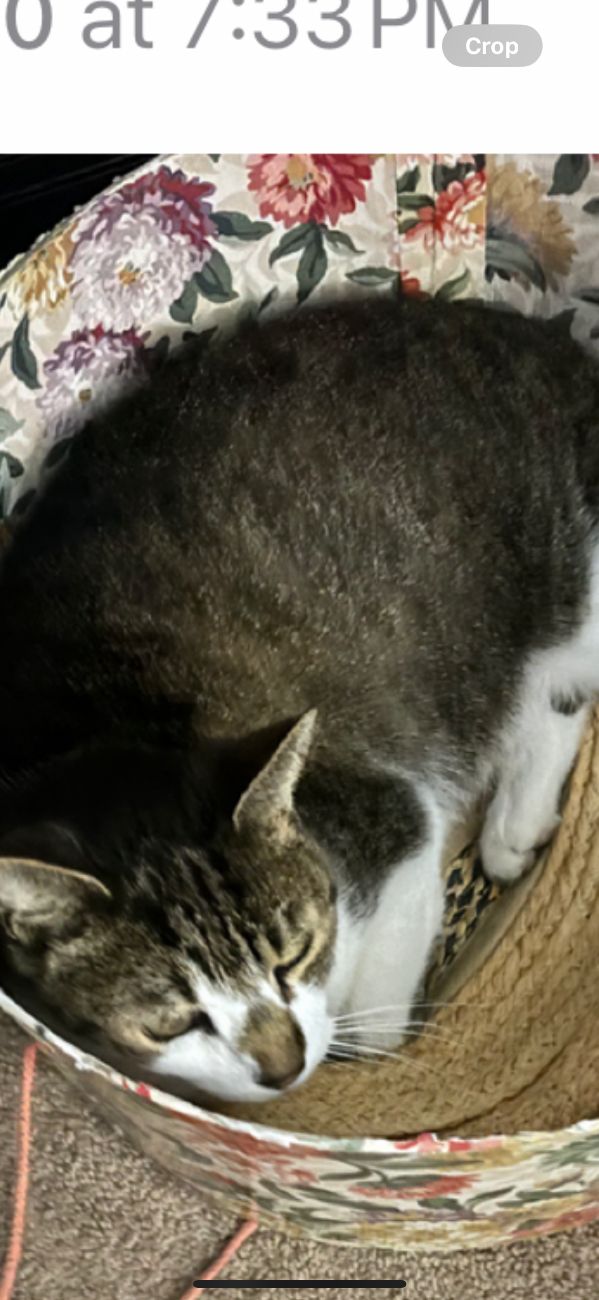 Help Stinka Get Urgent Surgery campaign photo, 4 of 7
