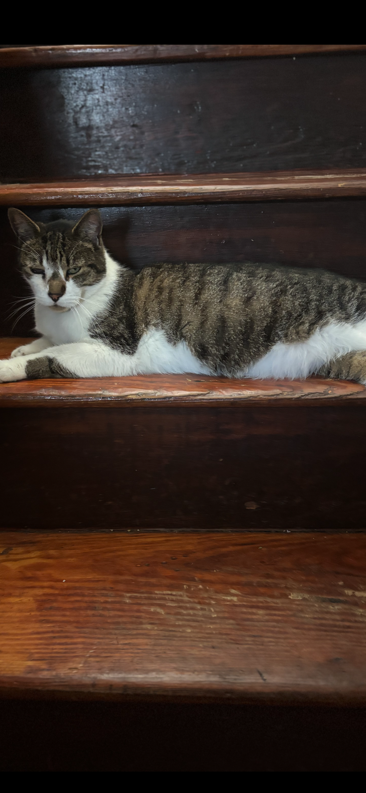 Help Stinka Get Urgent Surgery campaign photo, 5 of 7