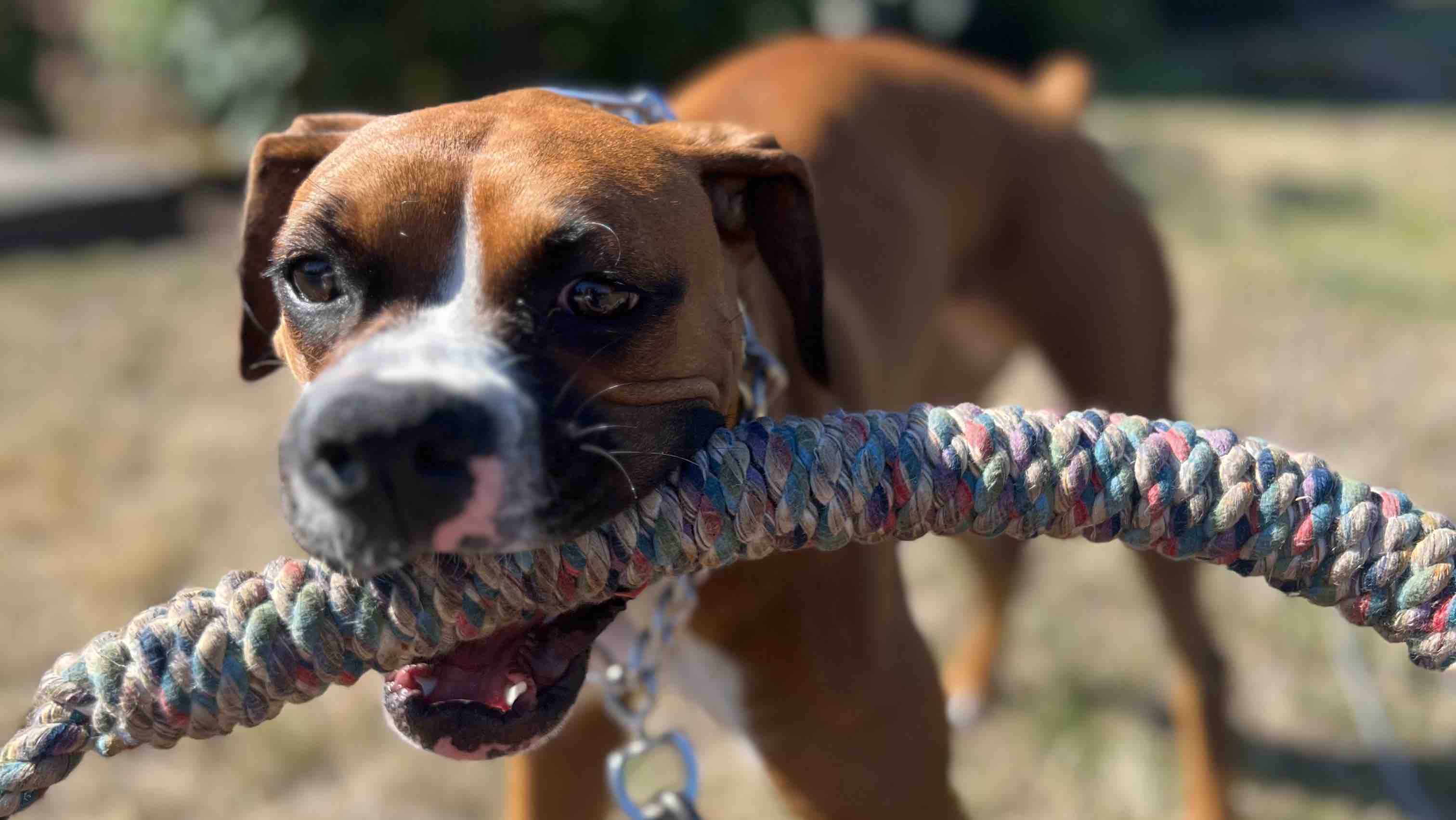 Help Sway Become My Seizure Alert Service Dog photo