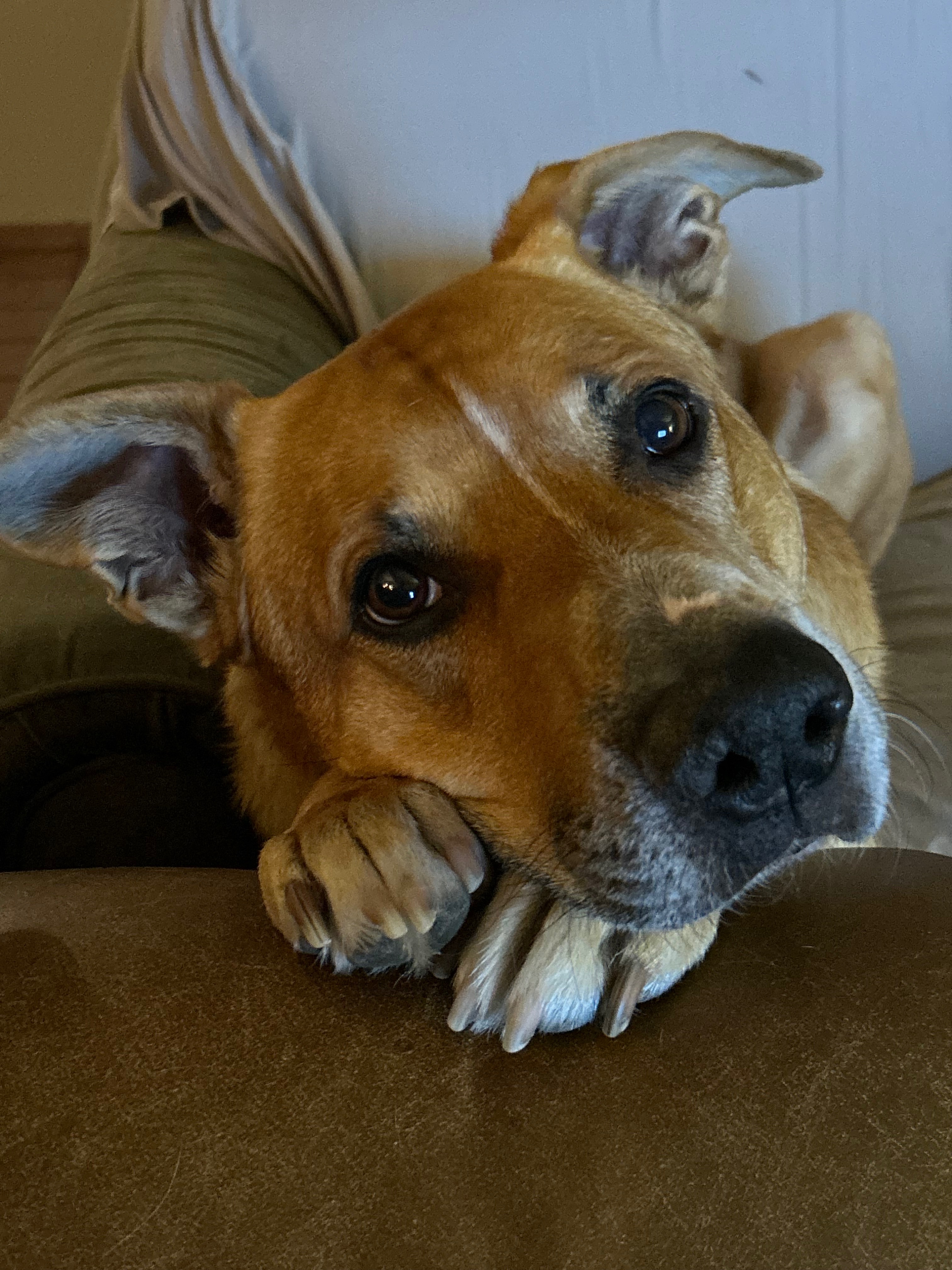 Support Daxter's Cancer Treatment Journey campaign photo, 2 of 8