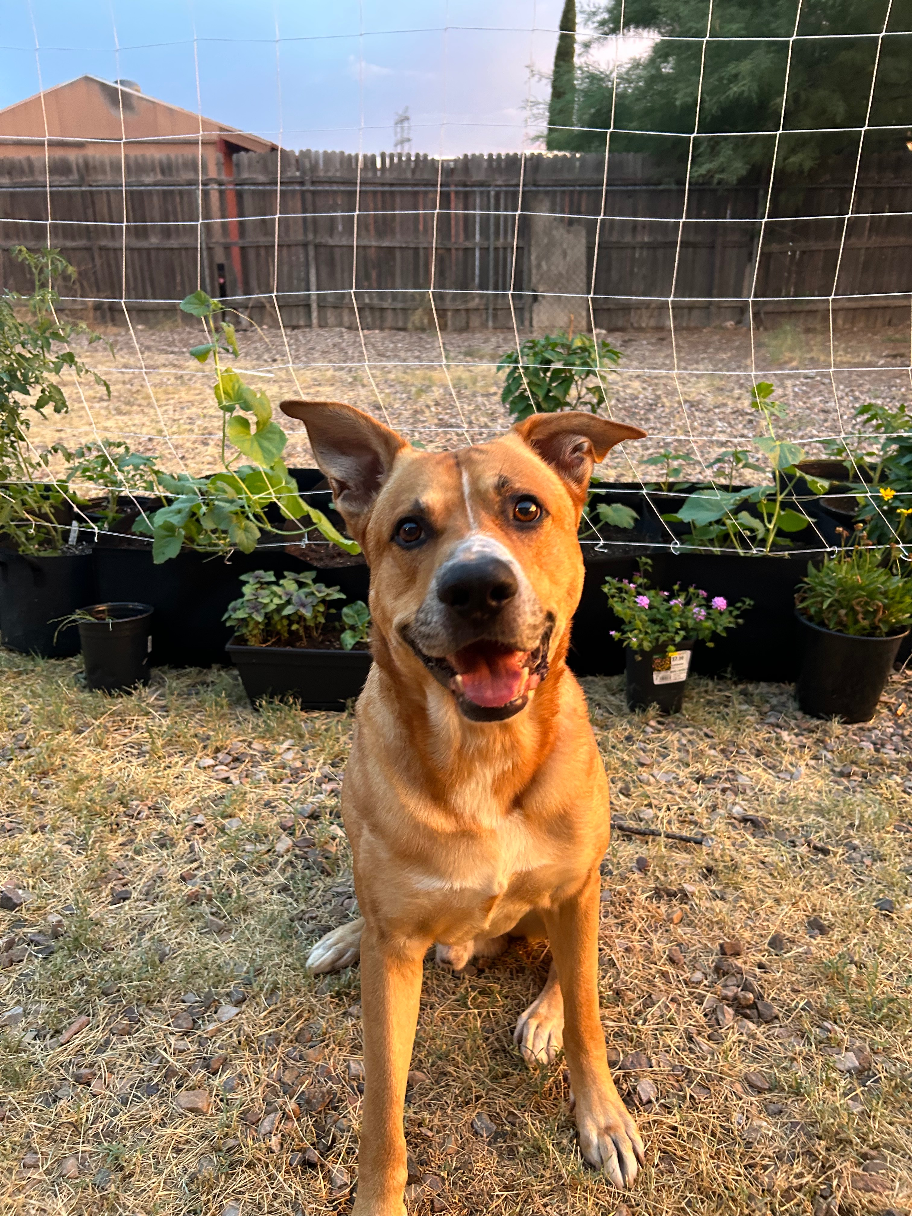 Support Daxter's Cancer Treatment Journey campaign photo, 5 of 8