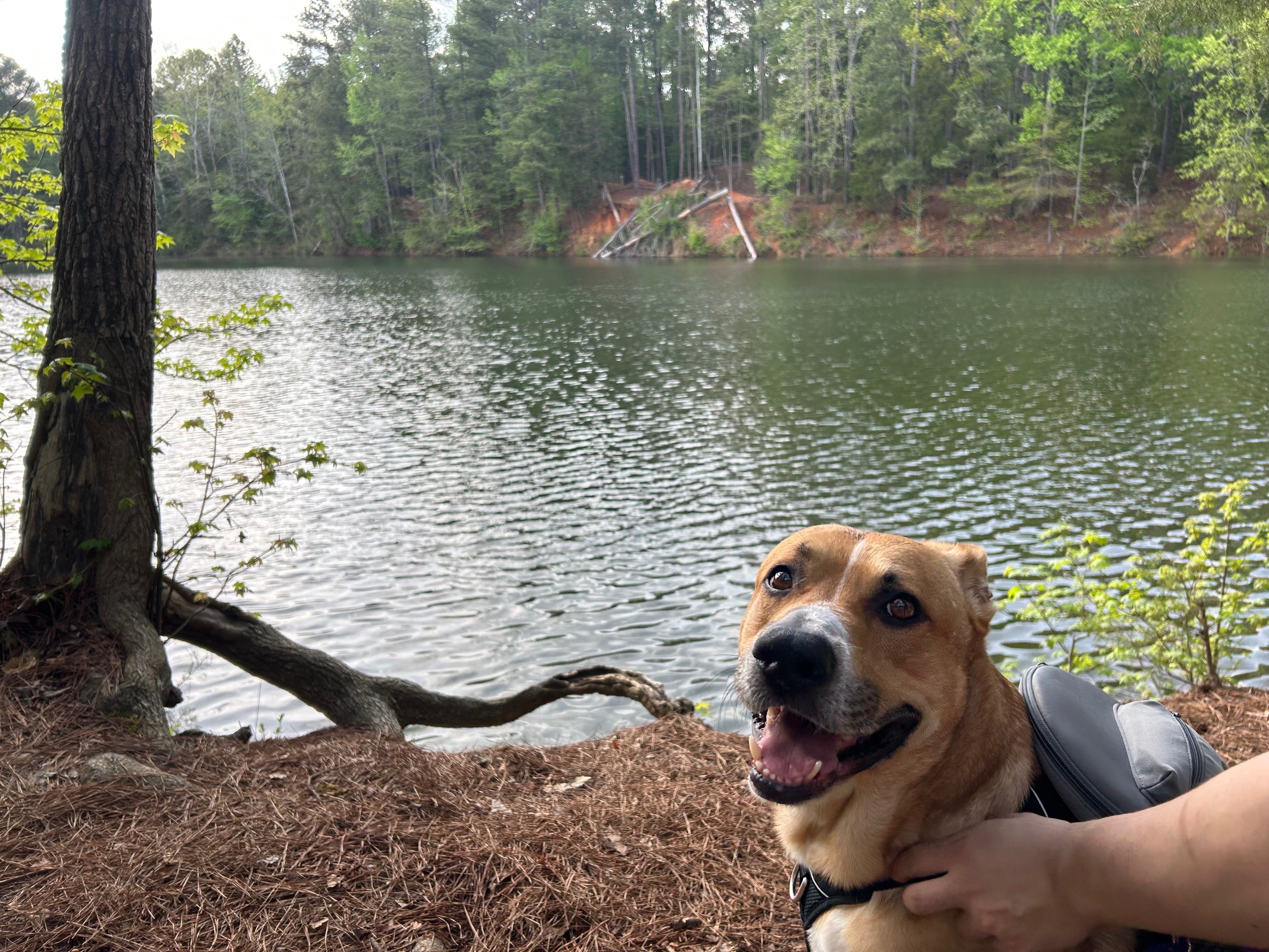 Support Daxter's Cancer Treatment Journey campaign photo, 6 of 8