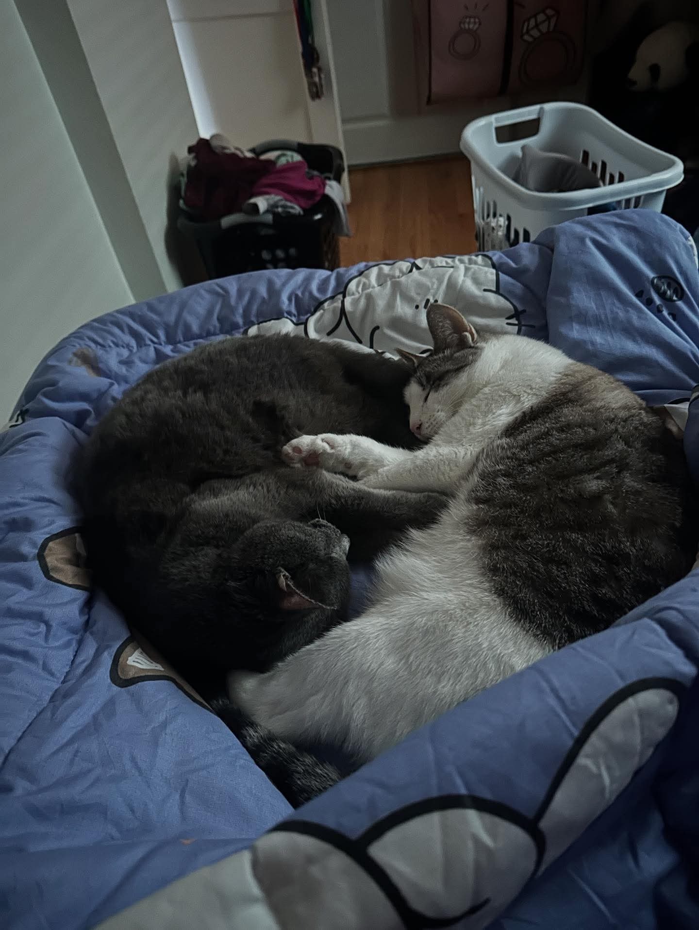 Help Stephanie and Abi with Pet Medical Costs campaign photo, 2 of 7