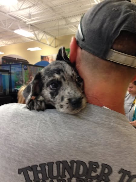 Help Jackson Walk Again: Emergency Vet Bills campaign photo, 4 of 5