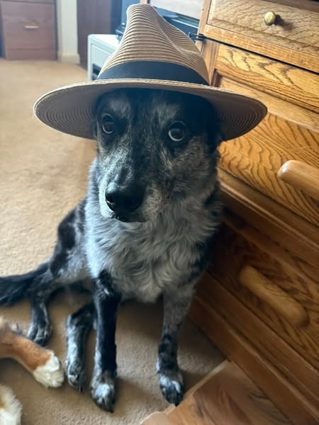 Help Jackson Walk Again: Emergency Vet Bills campaign photo, 2 of 5